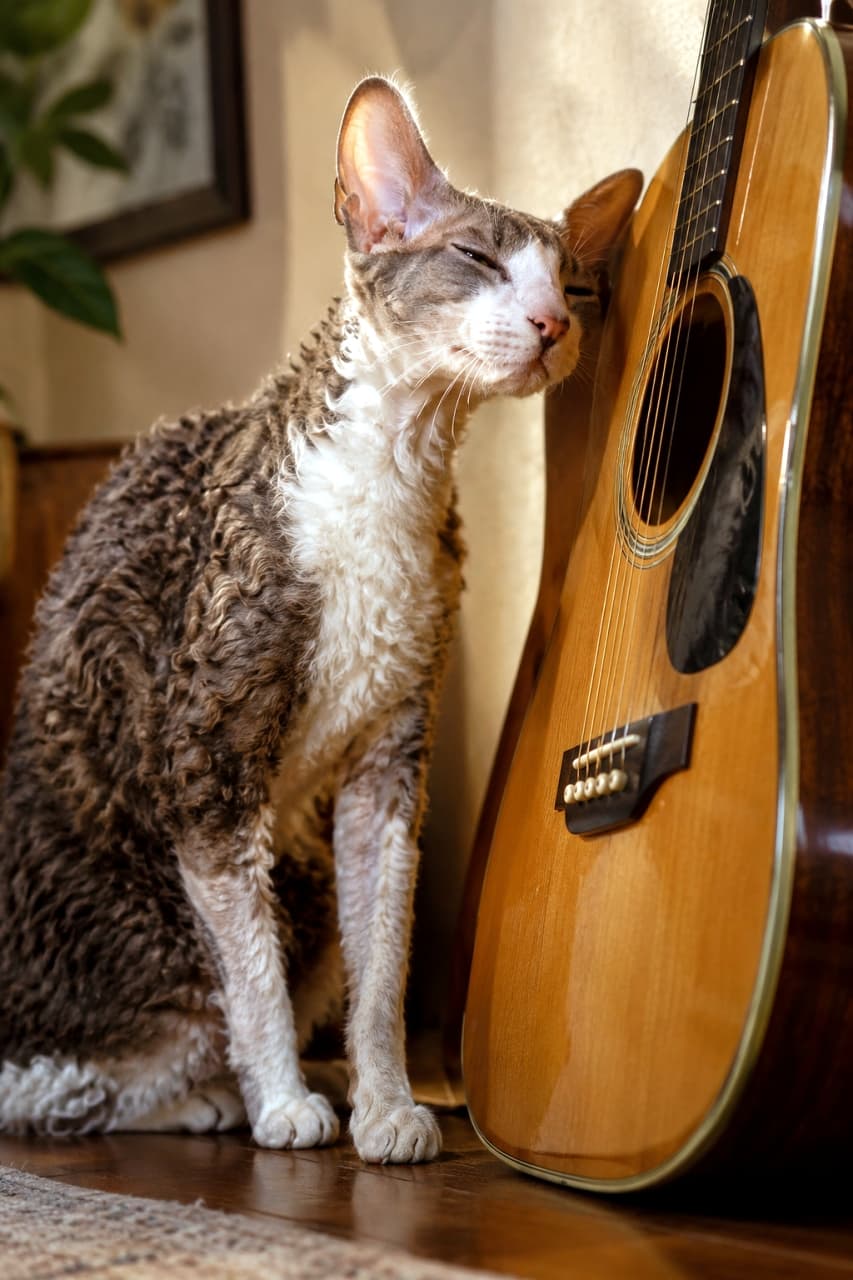 「音楽のぬくもり🎸 コーニッシュレックスさんのギターにスリスリ💕 #コーニッシュレックス #すりすり #猫のいる風景」An adult Cornish Rex with distinctive wavy fur and large ears snuggles and rubs its face with its eyes closed next to an acoustic guitar in an antique-style room. Ultra-realistic high-quality photograph. アコースティックギターの横で、体を寄せ合い、目を細めてスリスリしているコーニッシュレックス。特徴的なウェーブのある被毛と、大きな耳が印象的。背景はアンティーク調の室内