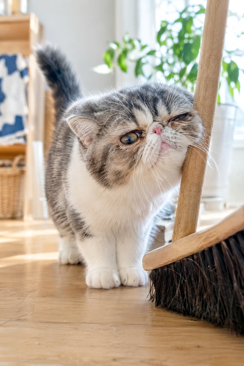 「ほうきの柄にスリスリ🐾お掃除はちょっとストップして、私を撫でてアピールがたまらない可愛さ！🧹💕 #エキゾチックショートヘア #すりすり #猫のいる風景」An Exotic Shorthair kitten rubbing its face against a wooden broom handle in a sunlit room with wooden flooring. The kitten features a characteristic flat nose, large eyes, and fluffy grey tabby and white fur, with refreshing green plants in the background. Ultra-realistic high-quality photograph. 陽光が差し込むフローリングの部屋で、木のほうきの柄に顔をこすりつけるエキゾチックショートヘアの子猫。特徴的なペチャ鼻と大きな瞳、グレーの縞模様と白いふかふかの被毛が愛らしく、背景の観葉植物が爽やかな雰囲気を演出