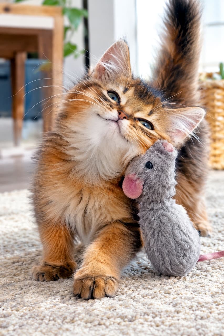 「狩り大成功ニャ！🐾ネズミさんのおもちゃに勝利のスリスリを決めるソマリちゃん、自信満々のドヤ顔が最高💕 #ソマリ #すりすり #猫のいる風景」A fluffy Somali kitten with an orange-brown ticked coat and its tail held high, victoriously rubbing its cheek against a grey stuffed toy mouse on a textured carpet in a sunlit living room. The kitten has a playful and proud expression. Plants and wooden furniture are softly blurred in the background. Ultra-realistic high-quality photograph. 陽の光が明るく差し込むリビングのカーペットの上で、グレーのネズミのぬいぐるみに頬を力強くこすりつけるソマリの子猫。キツネのようにふさふさとしたオレンジブラウンの尻尾をピンと高く立て、狩りの成功を誇るような自信に満ちたドヤ顔をしている。背景には観葉植物や木製家具が柔らかくボケている