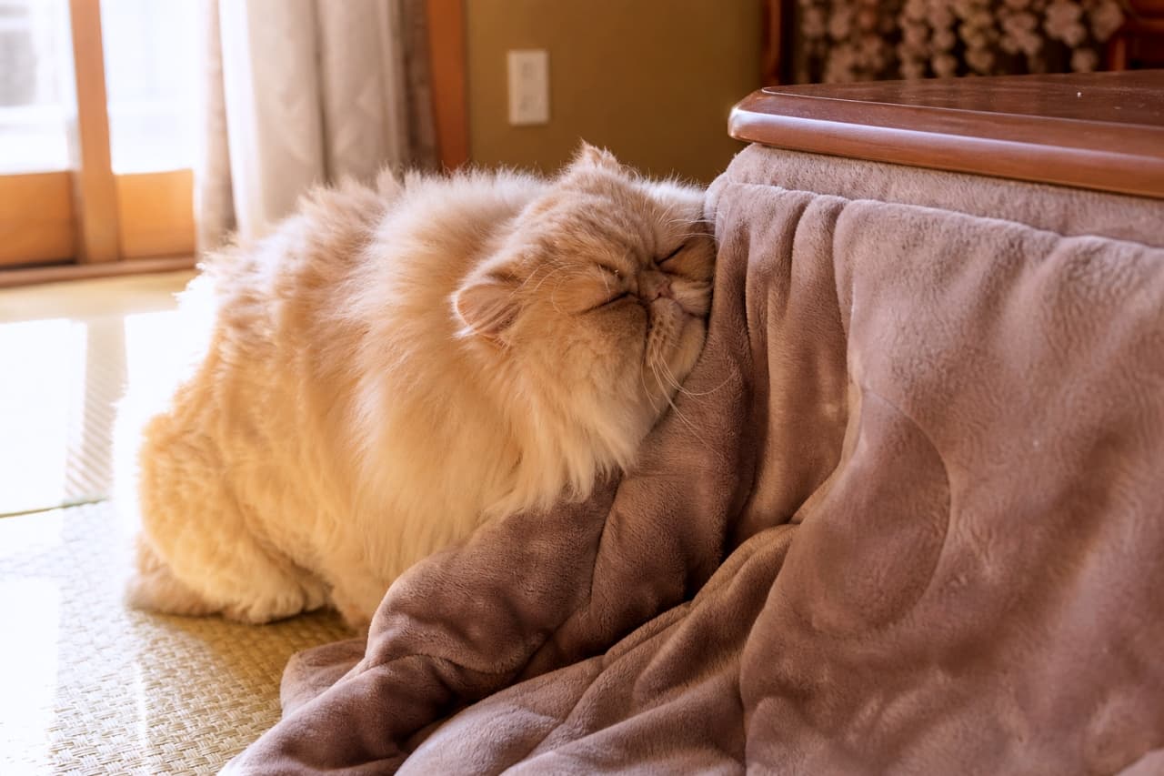 「こたつ最高！💕 シニア・ペルシャさんのスリスリが止まらない冬の幸せ🐾 #ペルシャ猫 #すりすり #猫のいる風景」In a sunlit Japanese-style room, an older Persian cat with a warm orange, fluffy coat snuggles, rubbing its face against the edge of a kotatsu blanket, eyes closed in contentment. Shoji screens are in the background. The texture of the long fur, the kotatsu top, and the blanket is highly realistic. Ultra-realistic high-quality photograph. 陽光が差し込む和室で、障子を背景に、ふかふかのペルシャ猫がこたつ布団の端に顔をこすりつけ、目を閉じて幸せそうにしている。長い被毛は暖かなオレンジ色で、こたつの天板と布団の質感がリアル
