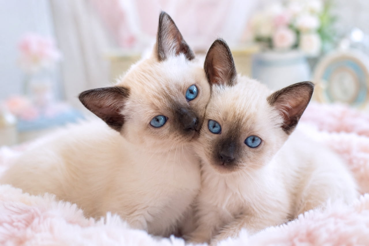 「仲良しこよしで離れられないにゃ🐾 綺麗なブルーの瞳とモフモフの毛布の組み合わせが最強の癒やしです💕 #シャム子猫 #すりすり #猫のいる風景」Ultra-realistic high-quality photograph of two adorable Siamese-style kittens with striking sapphire blue eyes snuggling their faces together on a fluffy pink blanket. Soft, pastel lighting and a dreamy background with roses create a sweet, enchanting atmosphere. ふわふわのピンク色の毛布の上で、顔をピタリと擦り寄せ合う2匹のシャム猫風の子猫。特徴的なポイントカラーの被毛と、宝石のように澄んだサファイアブルーの瞳がカメラを見つめています。背景のパステル調のバラや時計が、メルヘンチックで柔らかな光の世界観を構築しています