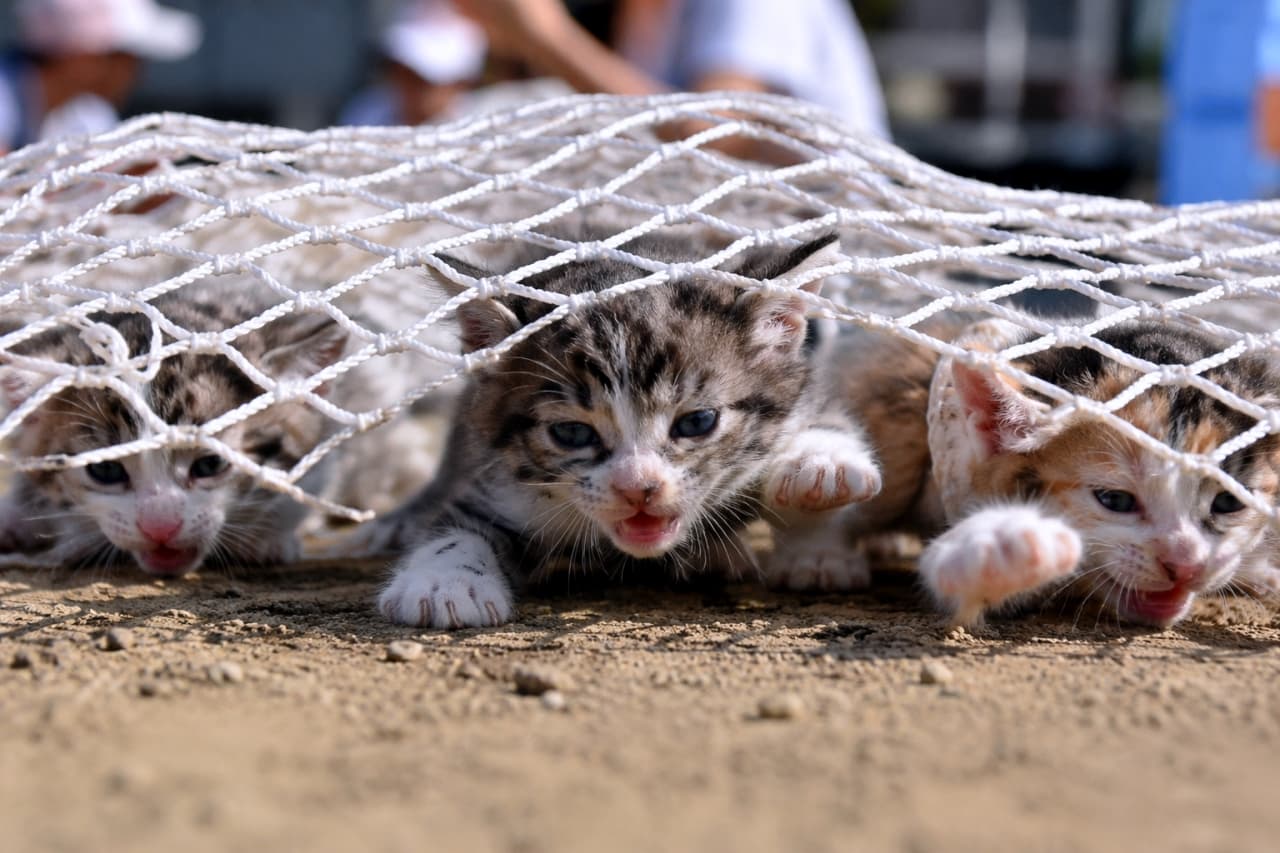 「障害物競走の網くぐりに挑戦中！🐾 真剣な眼差しで進む姿を全力で応援したくなります📣 #障害物競走 #子猫 #運動会」Ultra-realistic high-quality photograph of three kittens (brown tabby, calico) crawling on their bellies under a white net during a sports day obstacle race. The center brown tabby kitten has a serious expression with its mouth slightly open, reaching its front paw forward. The texture of the dirt ground and the net are sharp against a blurred background. 運動会の障害物競走で、白い網の下を腹ばいになって進む3匹の子猫たち（キジトラ、三毛）の超リアルな高画質写真。中央のキジトラ子猫が口を少し開け、真剣な眼差しで前脚を力強く伸ばして這い進んでいる。土のグラウンドの質感や網の編み目が鮮明で、背景の人物は適度にぼやけている