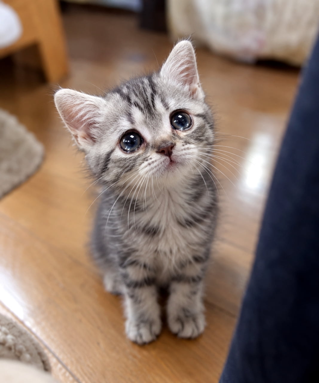 「こんな目で見つめられたら外出なんてできません！😭世界一可愛い「行かないで」のサイン🐾 #猫 #子猫 #サバトラ #上目遣い #お出かけ阻止」Ultra-realistic high-quality photograph of a short-hair silver tabby kitten sitting neatly by its owner's feet, looking up with large, expressive eyes. The kitten's eyes catch the light, making them appear slightly watery and pleading. The background is a soft-focus wooden floor and blurred furniture, drawing all attention to the kitten's face. 飼い主の足元のすぐそばでちょこんとお座りし、見上げるようにカメラ（飼い主）を見つめる短毛種のサバトラ（シルバータビー）の子猫。大きくて丸い瞳が光を反射して少し潤んでいるように見え、必死に訴えかけているような表情。背景はフローリングと家具の一部がぼやけて写っており、猫の顔と瞳にフォーカスが合っている