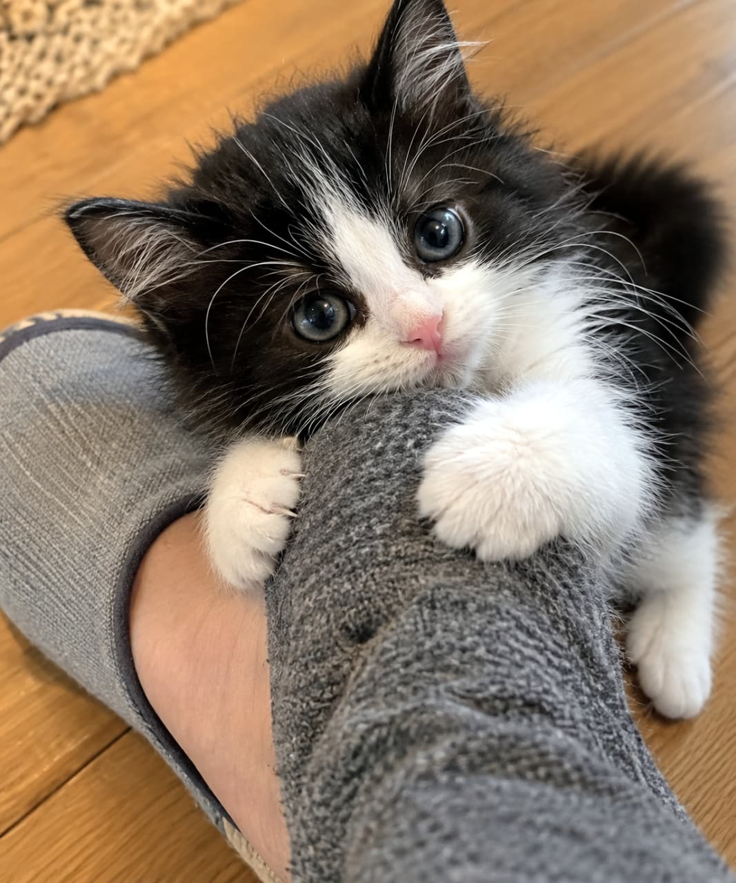 「行っちゃダメ！足元ホールド作戦発動中🐾こんな可愛い引き留め、振り切れるわけがない😭 #猫 #子猫 #ハチワレ #お出かけ阻止 #甘えん坊」Ultra-realistic high-quality photograph of a short-hair black and white tuxedo kitten tightly clinging to the ankle of its owner, who is wearing a grey room sock. The kitten looks up with pleading, bluish eyes, desperately trying to stop the owner from leaving. The fine texture of its fur is sharply captured against the wooden floor. フローリングの床で、グレーのルームソックスを履いた飼い主の足首に、短い両前脚でしっかりと抱きつき、上目遣いで見つめる短毛種の黒白ハチワレ（タキシード）の子猫。丸い青みがかった瞳で必死に引き留めようとしている。被毛の細かな質感まで鮮明に捉えられている