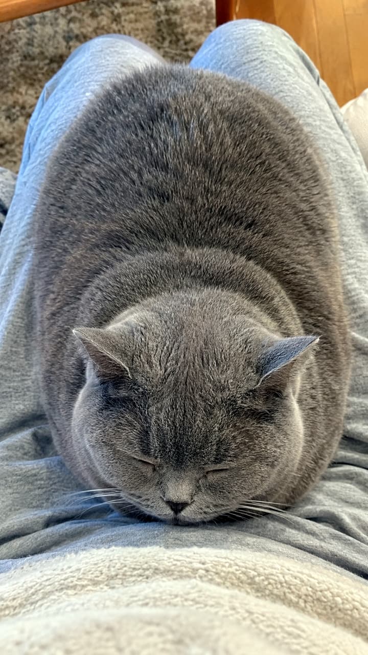 「膝の上の重みは幸せの重み🐈🤍手足をすっぽり隠した完璧な香箱座りフォルム!暖かくてこのまま一緒に寝ちゃいそう😪」Ultra-realistic high-quality photograph of a blue British Shorthair cat fast asleep on its owner's lap. The cat is tucked into a perfect loaf position, with paws completely hidden. Its round face and dense grey coat make it look like a soft cushion, conveying a sense of deep trust, warmth, and relaxation. 飼い主のグレーのスウェットパンツの膝の上で、手足を完全に体の下に隠した完璧な香箱座り(ローフポーズ)で熟睡するブリティッシュショートヘア。丸みを帯びた顔とブルー(グレー)の密生した被毛が、まるで大きなクッションのようです。安心しきって目を閉じている様子から、深い信頼関係と温もりが伝わってきます