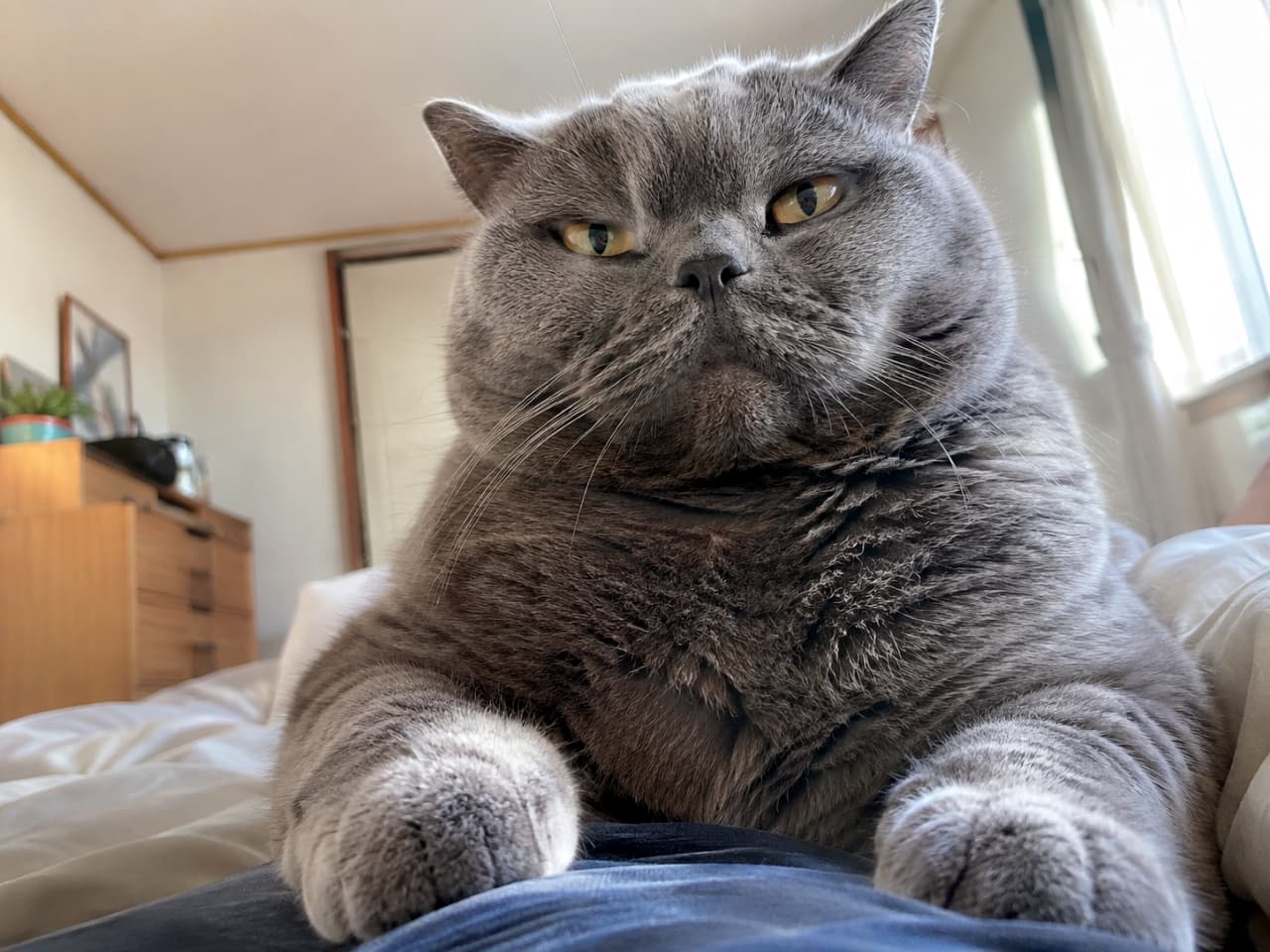 「撮影は一時中断にゃ🐾 画面いっぱいのドヤ顔とお手てで、飼い主のカメラワークを完全ブロックです📸😠」An ultra-realistic high-quality photograph of a gray British Shorthair cat sitting heavily in front of the camera, completely blocking the view. Its grumpy expression and sharp yellow eyes exude an overwhelming presence in a bright room. 明るい室内のベッドの上で、カメラのレンズを完全に塞ぐようにどっしりと香箱座りをするグレーのブリティッシュショートヘア。不機嫌そうなしかめっ面と鋭い黄色の瞳が、圧倒的な存在感を放っています