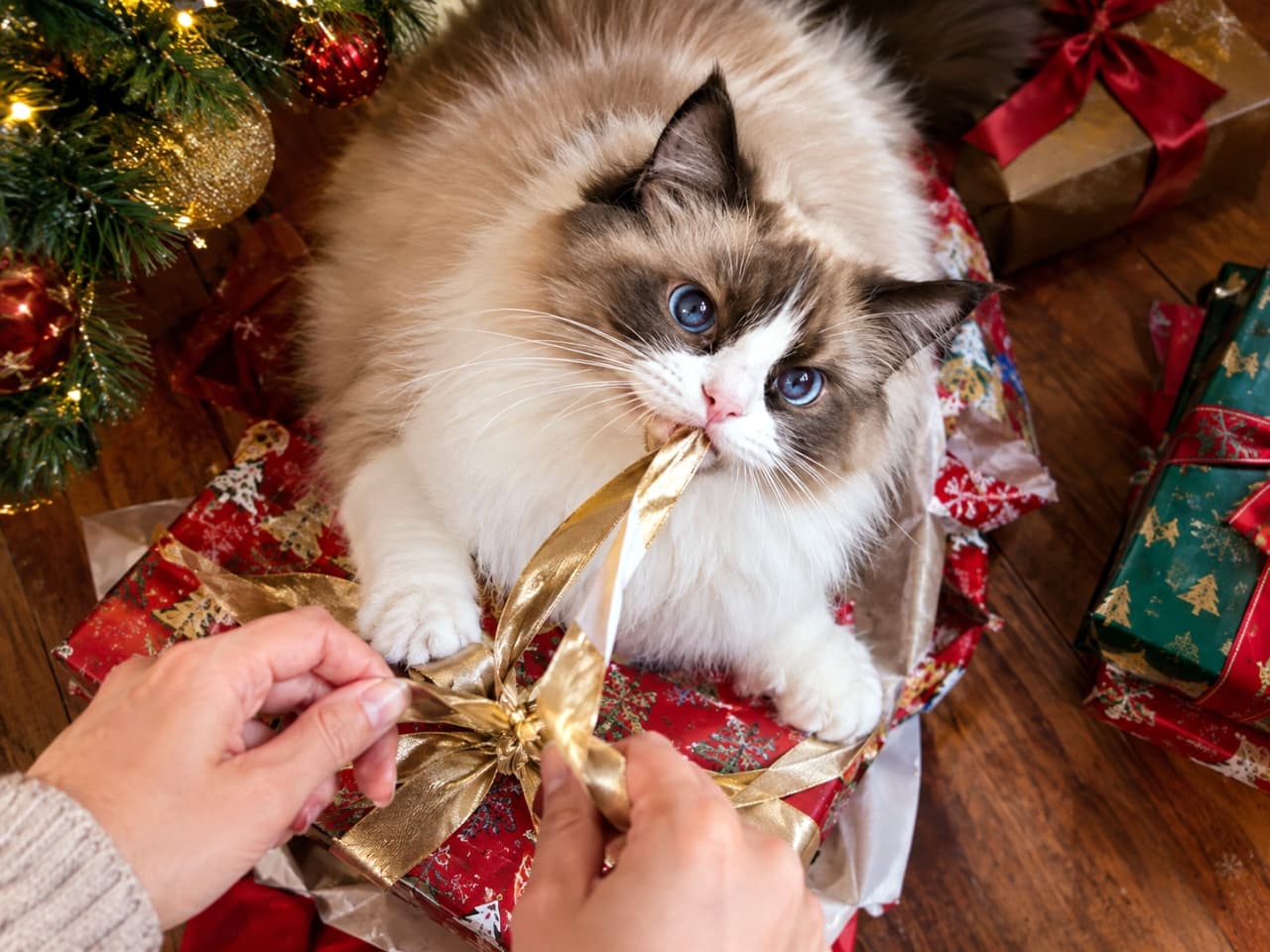 「プレゼントのラッピングはお断りにゃ🎁 金色のリボンは最高の遊び道具!ツリーの下で繰り広げられる攻防戦です✨」An ultra-realistic high-quality photograph of a fluffy seal bicolor Ragdoll cat with striking sapphire blue eyes, playfully biting and pulling a gold ribbon from a Christmas present as the owner tries to tie it, set under a glowing Christmas tree. きらびやかなクリスマスツリーの下で、包装されたプレゼントボックスの上に陣取り、飼い主が結ぼうとしている金色のリボンをガッチリと咥えて引っ張るラグドール。豊かな長毛のシールバイカラーの被毛と、サファイアブルーの美しい瞳がホリデーシーズンの温かい光に照らされています