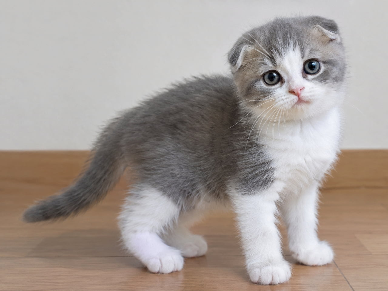 「首を傾げるポーズがたまらない💕もふもふハイランドフォールドの子猫と目が合っちゃう1枚です🐾✨」Ultra-realistic high-quality photograph of an adorable blue and white Highland Fold kitten standing on a wooden floor under natural light, featuring its distinct folded ears, big curious eyes, and fluffy fur texture. 柔らかな自然光が差し込む木の床に立つ、ブルーとホワイトのハチワレ模様が愛らしいハイランドフォールドの子猫。特徴的なペタンとした折れ耳と、真ん丸で不思議そうな大きな瞳、ふんわりとした被毛の質感がリアルに描写された高画質写真