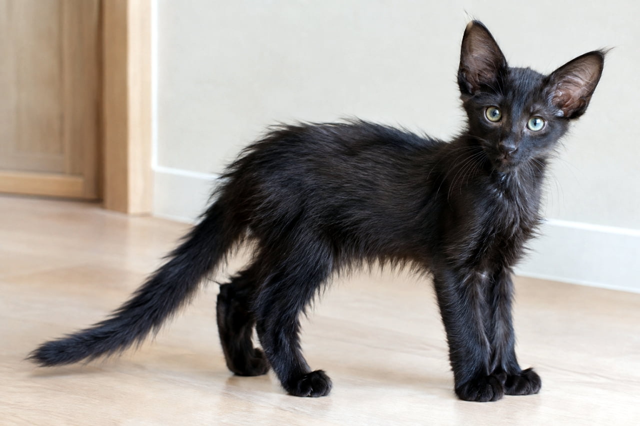 「大きなお耳としなやかなボディが魅力的🦇✨ミステリアスな雰囲気漂う黒猫の赤ちゃん🐾🖤」Ultra-realistic high-quality photograph of a slender Oriental Longhair kitten in ebony solid black standing on a hardwood floor, featuring its characteristically large ears, semi-long black fur, and striking pale green eyes. 淡い色合いの室内を背景に立つ、エボニー（ソリッドブラック）のオリエンタルロングヘアの子猫。細身のしなやかなボディ、非常に大きな耳、少し長めの黒い被毛の質感、印象的な淡いグリーンの瞳が、リアルかつ立体的に表現された高画質写真