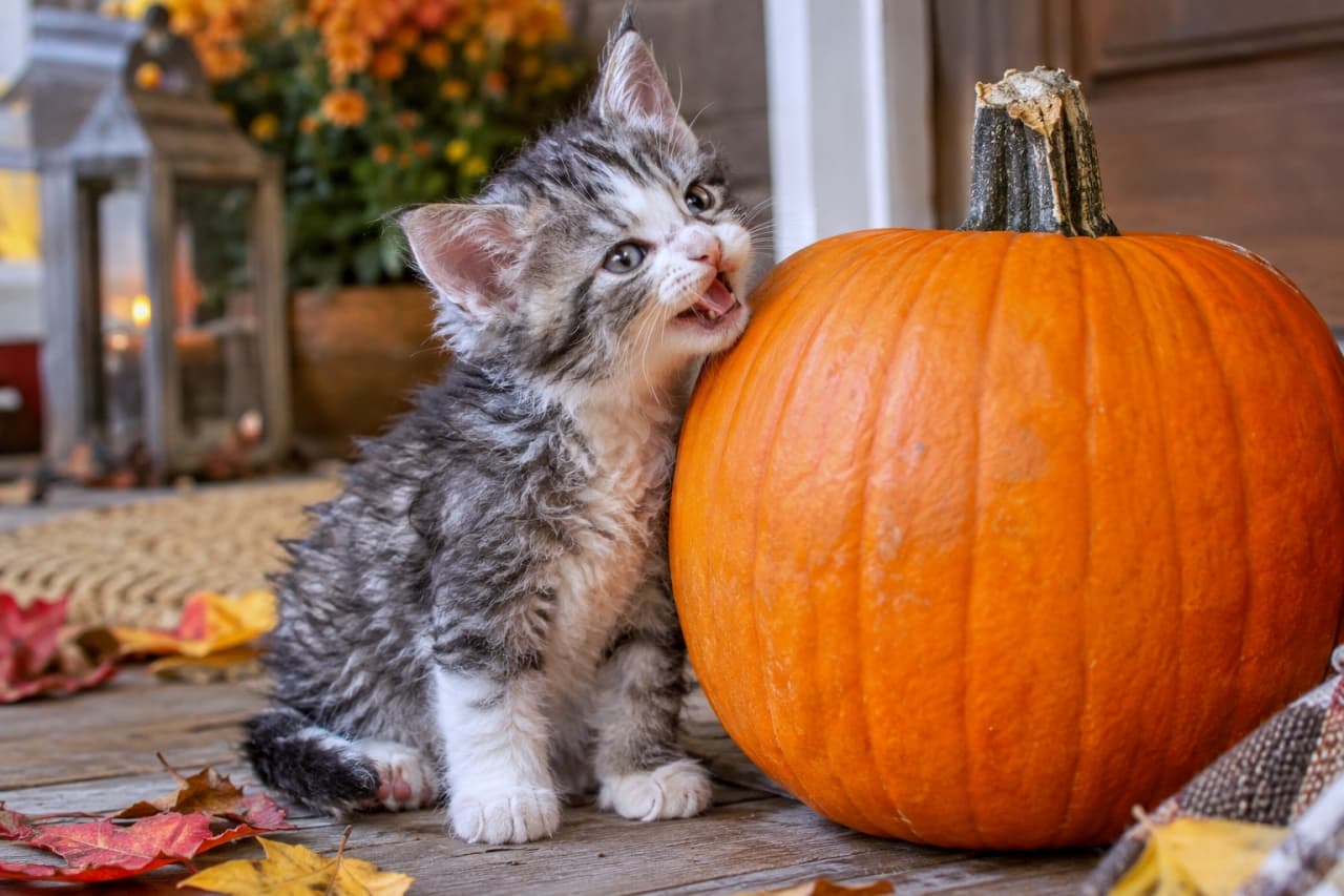 「大きなおばけかぼちゃだね！🎃🐈秋の準備にワクワクしているアメリカンワイヤーヘアちゃん✨」An ultra-realistic high-quality photograph of a grey and white American Wirehair kitten with its characteristic crimped coat, leaning against a large orange pumpkin on a wooden porch. Surrounded by colorful fallen leaves and a lantern, the kitten looks up with its mouth open, perfectly capturing a festive autumn atmosphere. 木製の玄関ポーチで、特徴的なごわごわとした縮れ毛を持つグレーと白のアメリカンワイヤーヘアの子猫が、自分の体よりも大きなオレンジ色の秋のかぼちゃに寄り添い、上を向いて口を開けて元気よく鳴いている。周囲には色づいた落ち葉やランタンが飾られ、秋の深まりを感じさせる超リアルな高画質写真