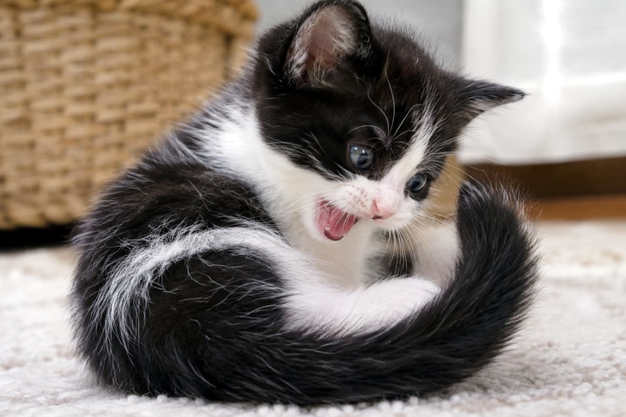 「しっぽさん、お返事して！🐈🐾一生懸命話しかける白黒子猫ちゃんから目が離せない✨」An ultra-realistic high-quality photograph of a bicolor black and white kitten sitting on a soft carpet with a natural rattan basket in the background. The kitten is staring intensely at its curled tail with blue eyes and its mouth open, displaying innocent curiosity and high-contrast fur. ナチュラルな籐のカゴを背景に、柔らかなカーペットの上に座る白黒バイカラーの子猫が、丸まった自分のしっぽの先を真剣な青い瞳で見つめ、口を開けて鳴いている。白と黒のコントラストがくっきりと美しく、無邪気な好奇心が溢れる超リアルな高画質写真