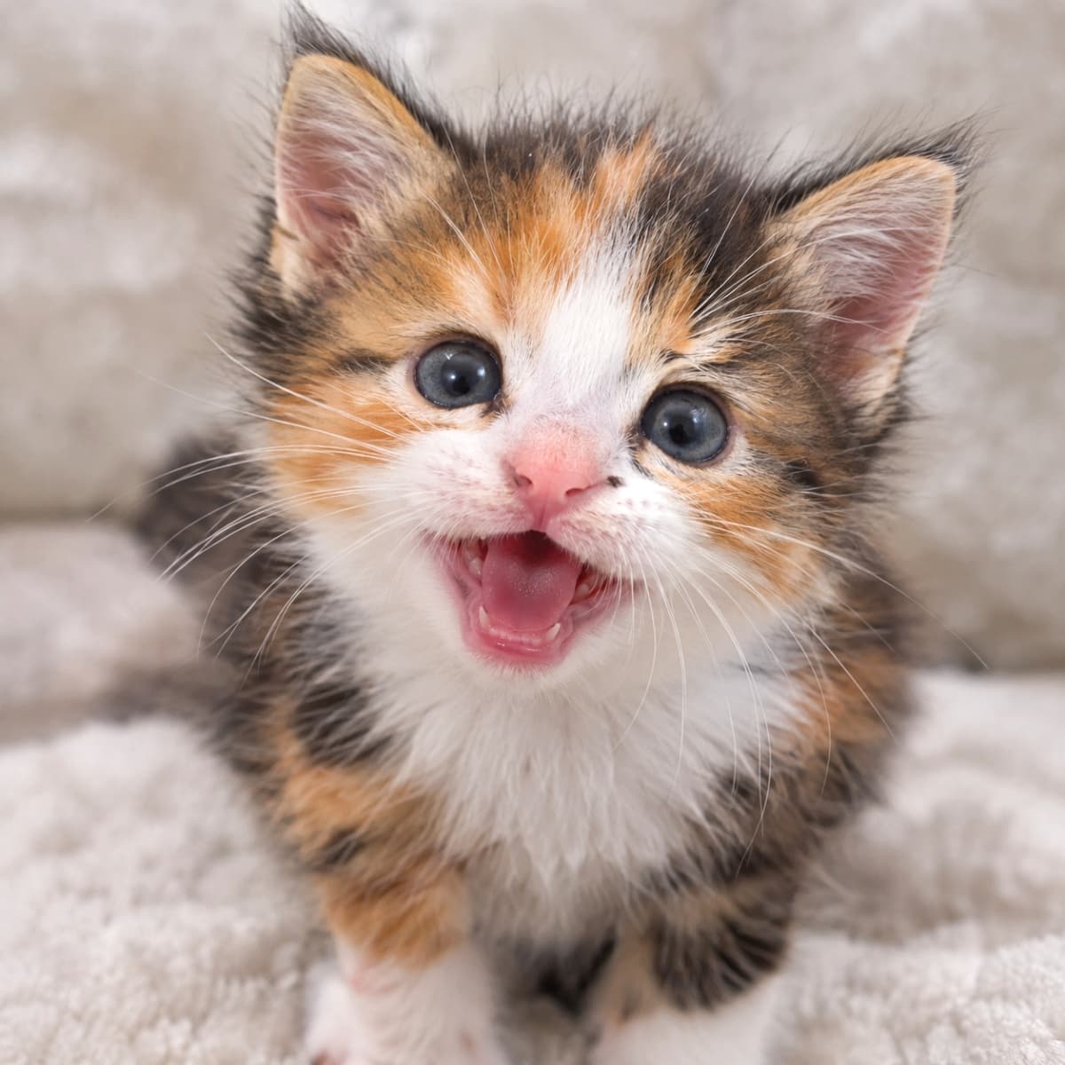 「「ねえねえ聞いて！」って声が聞こえてきそう🐈🐾ふわふわ毛布と元気な三毛猫ちゃんに癒される朝のひととき✨」An ultra-realistic high-quality close-up photograph of an adorable calico kitten sitting on a fluffy white blanket. The kitten has round bluish eyes, a tiny pink nose, and its mouth is wide open as if energetically talking to the viewer. Soft, bright natural light beautifully highlights the delicate texture of its fur. ふわふわの白い毛布の上にちょこんと座る、あどけない表情の三毛猫の子猫。パッチリとした青みがかった丸い瞳と、ピンク色の小さな鼻が愛らしく、大きく口を開けて元気いっぱいに話しかけているような正面からのクローズアップ写真。柔らかく明るい自然光が繊細な被毛の質感を際立たせる超リアルな高画質画像
