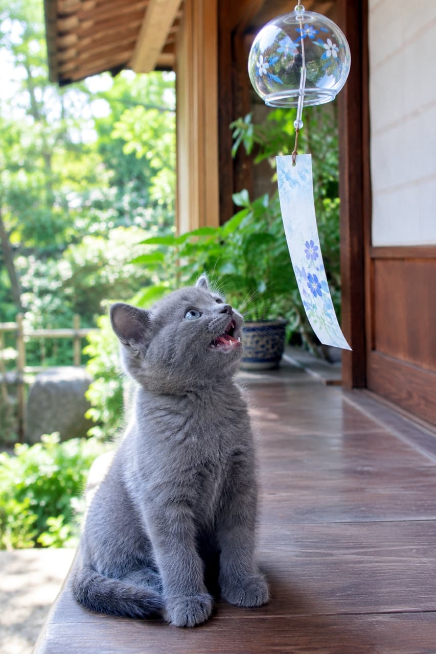 「チリンチリンって不思議な音がするね！🎐🐈夏の縁側で風鈴を見上げるシャルトリューちゃん✨」An ultra-realistic high-quality photograph of a Chartreux kitten with beautiful blue-grey fur sitting on a traditional Japanese wooden porch facing a lush green garden. The kitten is looking up with its mouth open at a glass wind chime blowing in the summer breeze, creating a cool and nostalgic atmosphere. 緑豊かな庭を望む日本の伝統的な夏の縁側で、美しいブルーグレーの被毛を持つシャルトリューの子猫が、軒下に吊るされたガラスの風鈴を見上げて口を開けている。短く密生した被毛の質感がリアルで、風鈴の短冊がそよ風に揺れる、涼しげで情緒あふれる超リアルな高画質写真