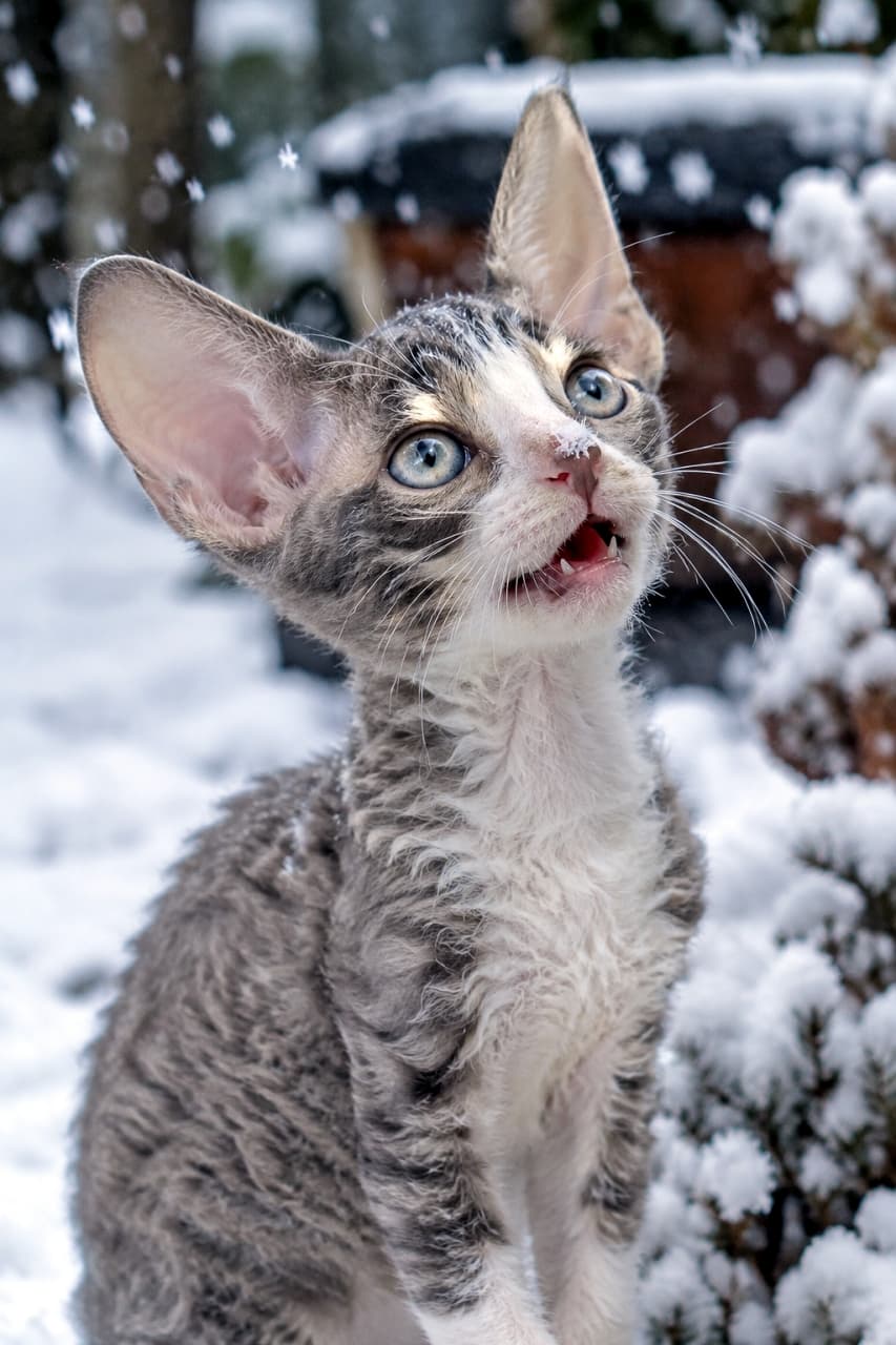 「冷たいお星様が降ってきたね❄️🐈初めての雪に驚くコーニッシュレックスちゃんの神秘的な冬のひととき✨」An ultra-realistic high-quality photograph of a Cornish Rex kitten with large bat-like ears and a fine wavy coat, looking up with its mouth open at falling snowflakes outdoors. With tiny snowflakes resting on its nose and head, the image perfectly captures a chilly, magical winter atmosphere. 雪が舞い降る屋外で、大きな耳と卵型の細い顔、細かく波打つ短い被毛が特徴的なコーニッシュレックスの子猫が、空から落ちてくる雪の結晶を見上げて口をポカンと開けている。鼻先や頭に少し雪が積もり、冷たい空気感と独特の神秘的な容姿が際立つ超リアルな高画質写真