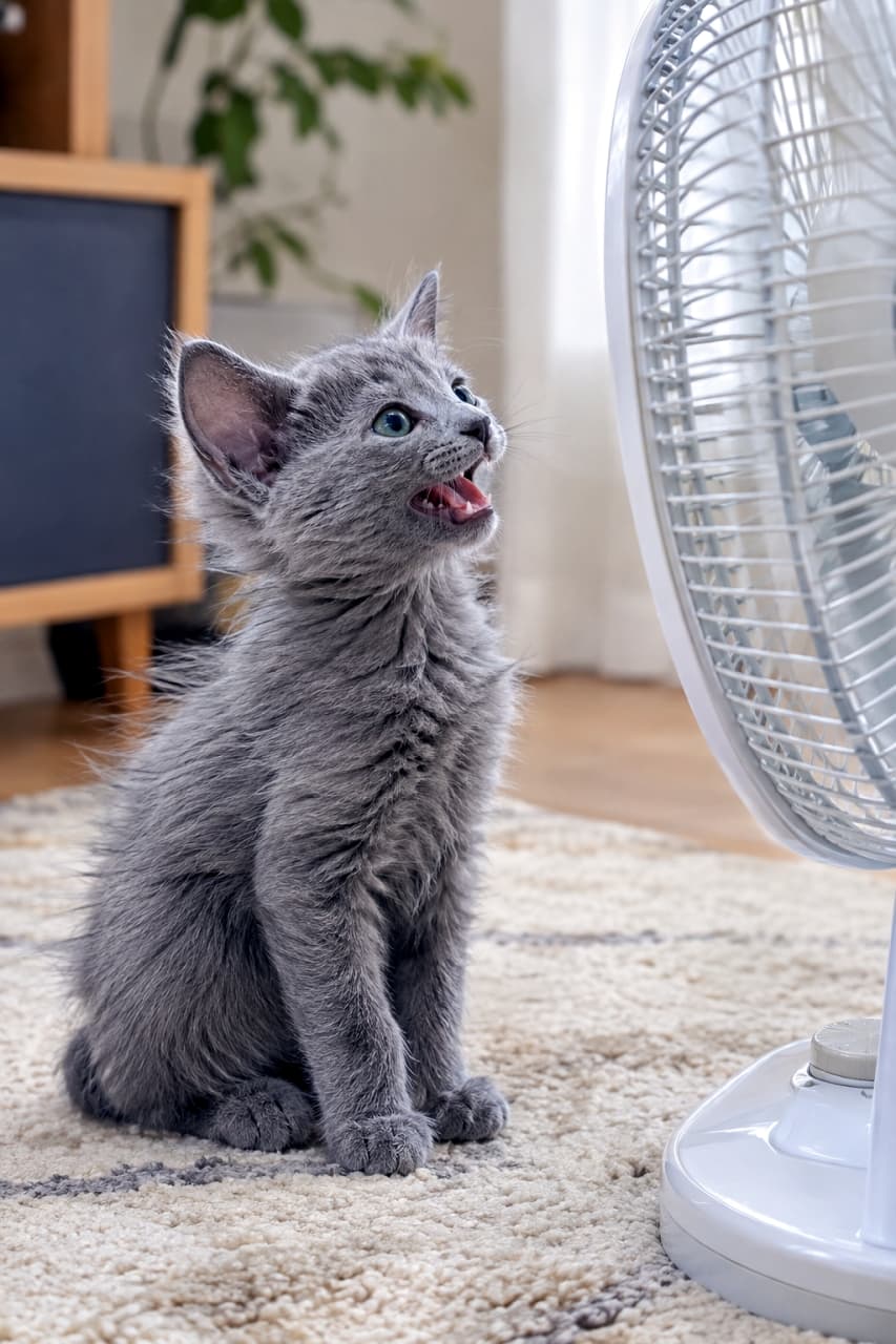「未知の強風に立ち向かえ！🌀💨扇風機とおしゃべりするロシアンブルーの子猫ちゃんから目が離せない🐈✨」An ultra-realistic high-quality photograph of a Russian Blue kitten sitting on a rug in a bright living room, looking up at a white electric fan. Its soft ash-gray fur is blown back by the breeze, and its mouth is open in surprise and curiosity, capturing a humorous everyday moment. るいリビングルームのラグの上に座り、白い扇風機を見上げるロシアンブルーの子猫。扇風機からの風を受けて、柔らかいアッシュグレーの毛並みがふわりと後ろになびき、驚きと好奇心から口を大きく開けている。日常のユーモラスな一コマを捉えた超リアルな高画質写真