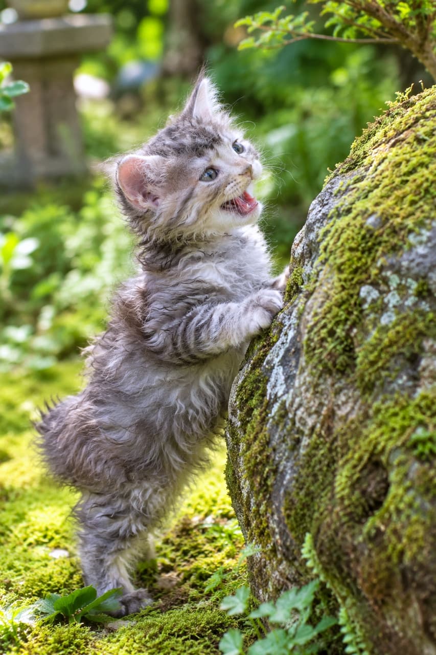 「大きな岩に登れるかな？🌿🐾自然の中を元気に冒険するくるくる巻き毛のラパーマちゃんから目が離せない🐈」An ultra-realistic high-quality photograph of a LaPerm kitten with a unique curly coat standing on its hind legs, resting its front paws on a large mossy rock in a sunlit green garden. With its mouth open, the kitten's wavy fur and the intricate textures of the moss are vividly captured. 日差しが降り注ぐ緑豊かな日本庭園のような場所で、ウェーブがかった独特の被毛を持つラパーマの子猫が、立派な苔むす岩に前足をかけて立ち上がり、口を開けて鳴いている。自然の緑と岩の質感、子猫のくるくるした毛並みのディテールが鮮明な超リアルな高画質写真