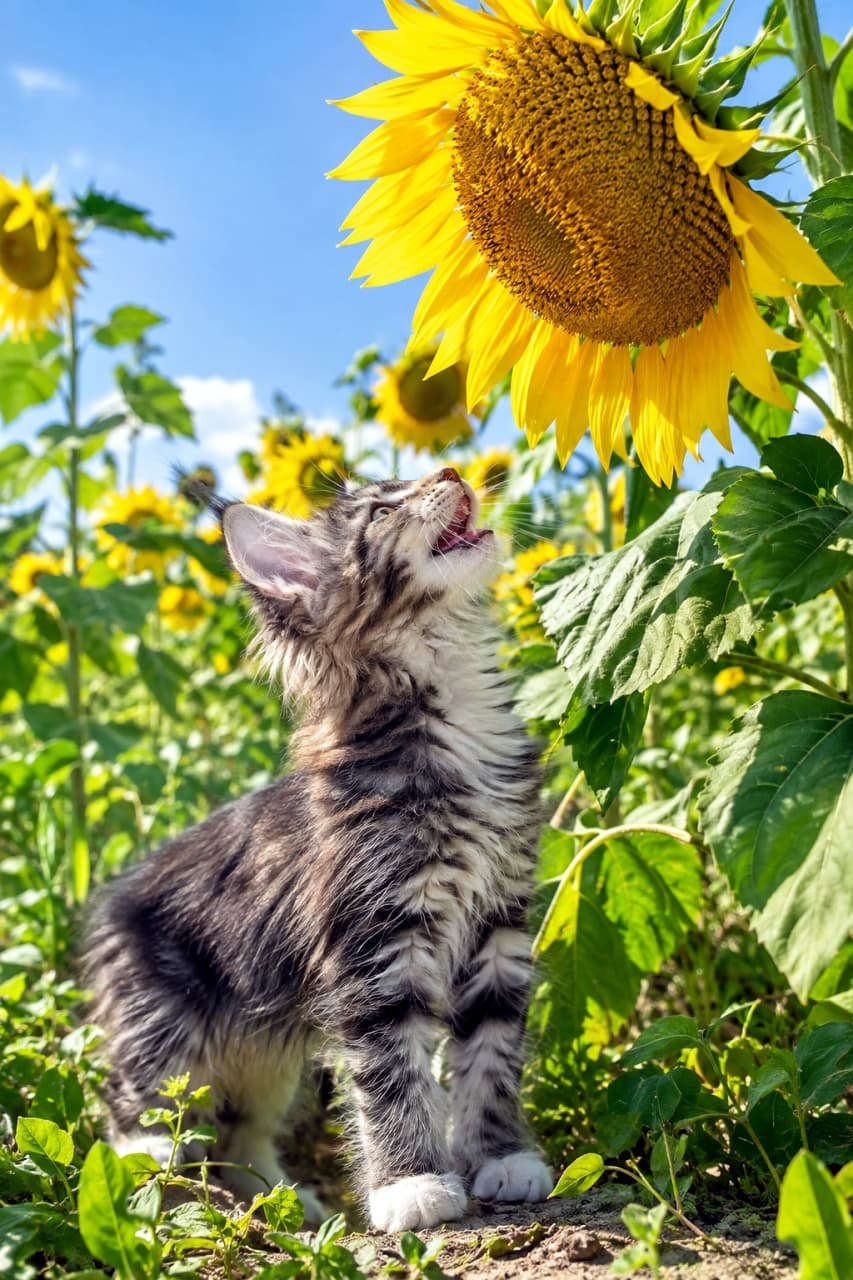 「おっきなお花だね！夏の青空とひまわりにおしゃべり🌻🐈好奇心全開の姿から最高の夏を感じよう✨」An ultra-realistic high-quality photograph of a Maine Coon-style tabby and white kitten with lynx tips, standing in a vibrant sunflower field under a blue sky, mouth wide open as it looks up at a giant sunflower. The bright summer sunlight emphasizes its vitality. 夏の青空の下、鮮やかなひまわり畑で、耳の飾り毛が特徴的なメインクーン風のキジトラ白の子猫が、見上げるほど大きなひまわりの花に向かって大きく口を開けて鳴いている。力強い生命力と夏のまぶしい日差しを感じさせる、超リアルな高画質写真
