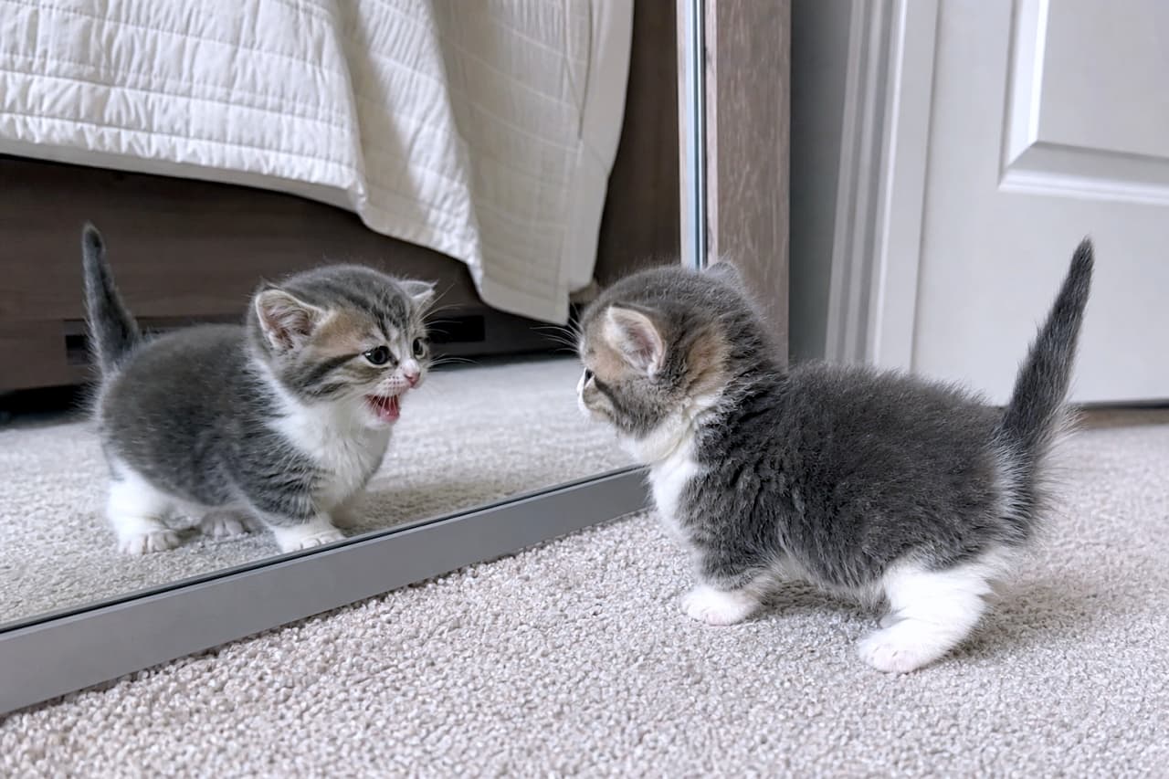 「初めまして！君はだぁれ？🪞🐈鏡の中の自分におしゃべりする短い足のマンチカンちゃんから目が離せないよ✨🐈」An ultra-realistic high-quality photograph of a grey and white bicolor Munchkin kitten with distinctively short legs standing on a cozy bedroom carpet. With its tail pointing straight up, the kitten is looking intently at its own reflection in a floor mirror, mouth wide open as if energetically talking to another kitten. The fluffy fur texture and crisp details of the room are beautifully captured. 暖かい雰囲気のベッドルームのカーペットの上で、短い足が特徴的なグレーと白のハチワレ模様のマンチカンの子猫が、床置きの大きな姿見に映る自分の姿を別の子猫だと思って、小さな口を大きく開けて熱心に話しかけている。ピンと立てた尻尾やふわふわの産毛の質感、カーペットの編み目まで鮮明に捉えられた、超リアルな高画質写真