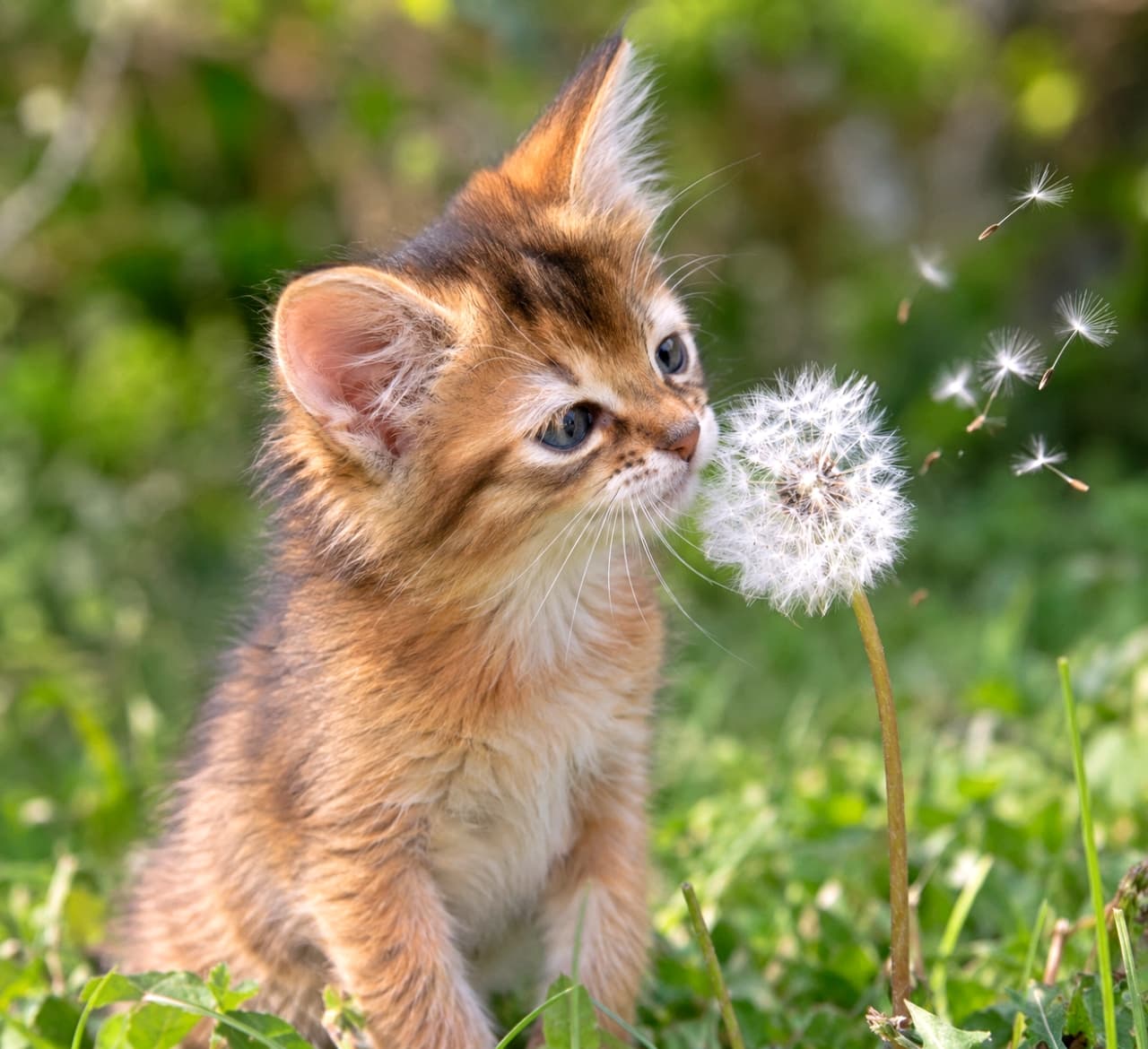 「春風さん、どこへ行くの？🌿🐈タンポポの綿毛と内緒話をする子猫ちゃんから目が離せないね✨」An ultra-realistic high-quality photograph of a Somali kitten with ruddy fur outdoors in natural daylight. The kitten is gently sniffing and talking to a fluffy dandelion seed head with a tiny open mouth. A few seeds are blowing away in the soft breeze, capturing a gentle spring moment.　暖かな自然光が降り注ぐ緑の野原で、ルディカラーの豊かな被毛を持つソマリの子猫が、大きなタンポポの綿毛に鼻先を近づけ、小さく口を開けて優しく語りかけている。そよ風に乗って数枚の綿毛がふわりと舞い上がり、子猫の好奇心に満ちた青い瞳と、柔らかな産毛が春の息吹を感じさせる超リアルな高画質写真