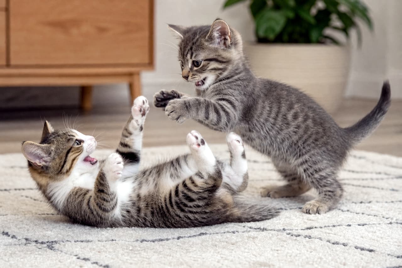 「🐾「負けないぞー!」白熱するちびっこプロレス開幕🏆✨ 真剣な表情でおててを合わせる姿が愛おしすぎますよね🌿 癒された方は「❤️」で教えてくださいね🐈🐾 #にゃんすたぐらむ #子猫のじゃれ合い #猫との暮らし #子猫のいる生活 #猫好きさんと繋がりたい」Ultra-realistic high-quality photograph of a dynamic kitten duo playing on a modern patterned rug. A tabby and white kitten lies on its back defending against a pouncing classic brown tabby. The intricate fur texture, playful open mouths, and background with a wooden cabinet and potted plant create a sophisticated scene. モダンな模様のラグが敷かれたリビングで、仰向けになり反撃のポーズをとるキジ白の子猫と、横から俊敏に飛びかかるキジトラの子猫の躍動感あふれるじゃれ合い。1本1本までリアルな被毛の重なり、生き生きとした口元、背景に配置された観葉植物と木製キャビネットが洗練された空間を演出する高画質画像
