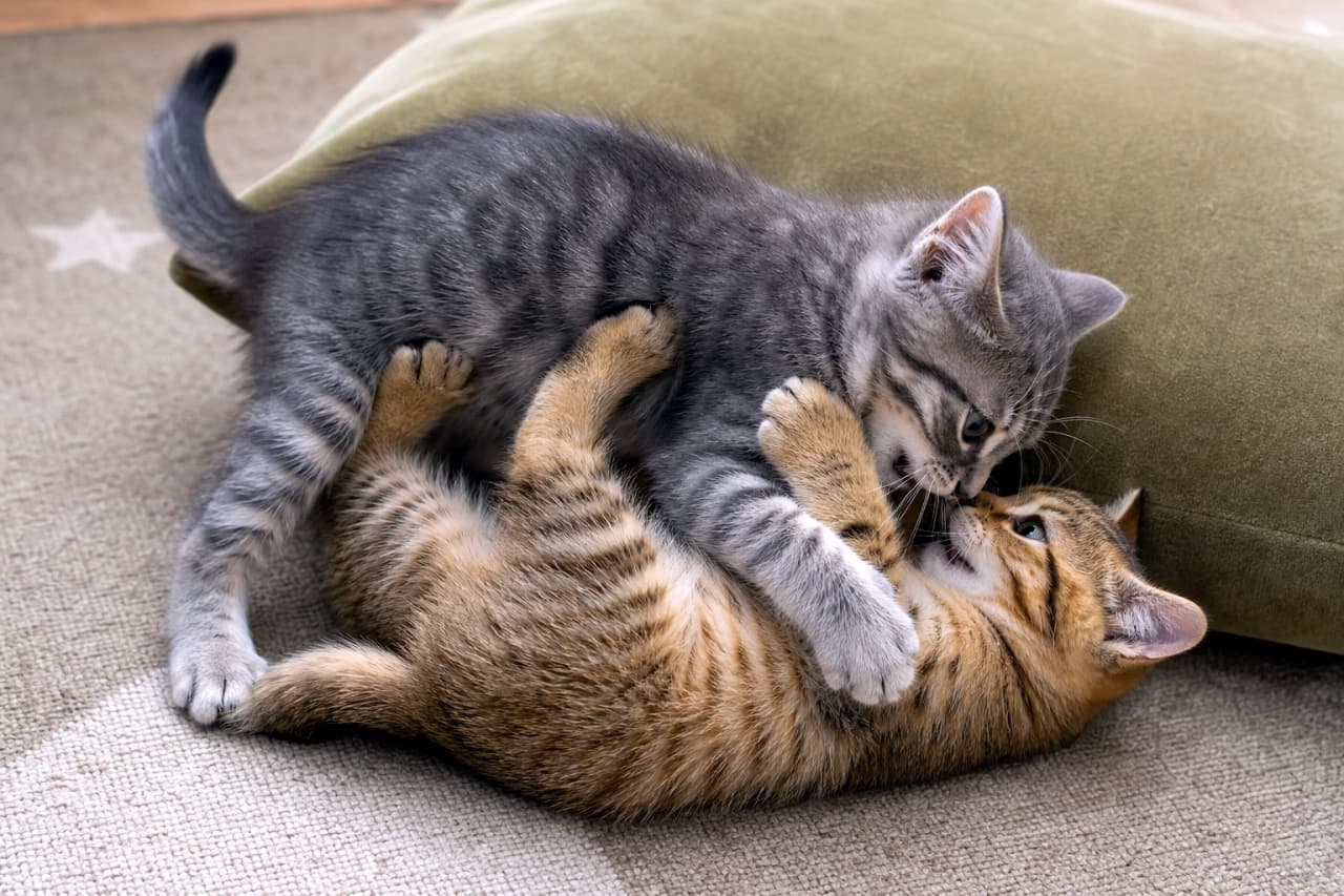 「負けられない戦いがここにある🔥🐾 全力でじゃれ合う子猫たちのダイナミックな瞬間!ピンと伸びた足としっぽがやる気の証拠です😹✨ #猫のいる暮らし #子猫 #キジトラ #猫好きさんと繋がりたい #子猫の日常 #子猫のいる暮らし」Ultra-realistic high-quality photograph of two adorable kittens wrestling dynamically on a subtle star-patterned carpet beside an olive cushion. The top grey tabby kitten stretches its limbs to grapple, its tail raised, while the lower brown tabby kitten lies on its back, gripping its playmate's arm to escape. Stunning lighting, completely natural limb placement, and photorealistic fur details. 淡い星柄のアクセントが入ったカーペットの上で、2匹の子猫が躍動的にじゃれ合う高画質写真。オリーブ色のクッションのそばで、上のサバトラ子猫が左前足と後ろ足を力強く伸ばして覆いかぶさり、下の茶系のキジトラ子猫が仰向けになって前足で相手をしっかりと掴みながら応戦している。ピンと張った尻尾や踏ん張る足先など、リアルな骨格構造と緻密な被毛の質感が美しく描写されている