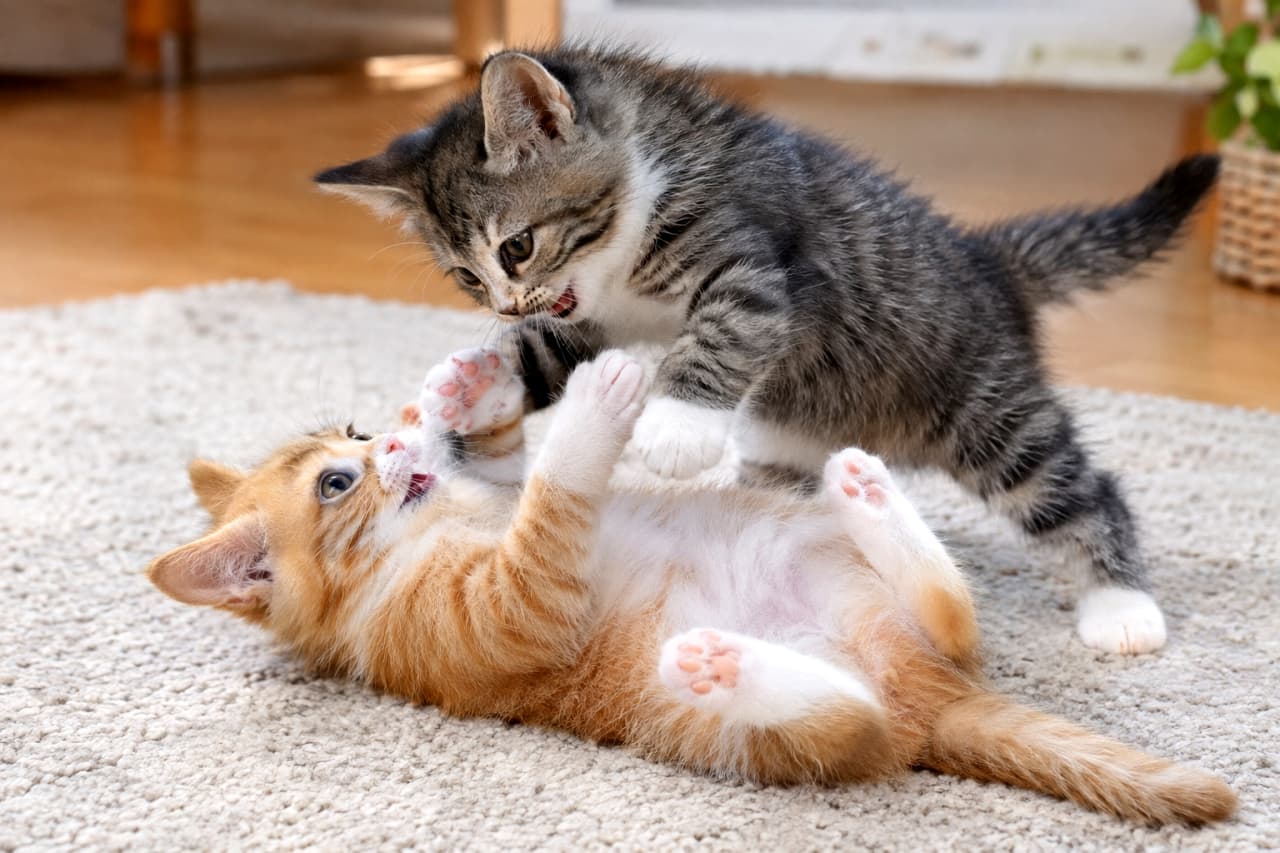 「🐾「えーい、つかまえたっ!」ふかふかラグの上は最高の遊び場🧶✨ 一生懸命な短いお手てとピンクの肉球がたまりません🥺💓 みんなはどっちの子猫に惹かれる?🐱💬 #子猫のいる生活 #肉球 #猫好きさんと繋がりたい」Ultra-realistic high-quality photograph of an orange and white kitten lying on its back and a silver tabby with white paws pouncing playfully on a soft beige rug. Features crisp details of their alert ears, curious eyes, pink paw pads, and a warm wooden interior background. 暖かな日差しが落ちるベージュのラグの上で、お腹を見せて両手を上げる茶白の子猫と、立ち上がって飛びかかろうとするキジ白の子猫がじゃれ合う風景。ピンと立った耳、好奇心旺盛なクリクリの瞳、鮮やかなピンク色の肉球、奥に見える木目調の家具までが鮮明に写し出された高画質写真