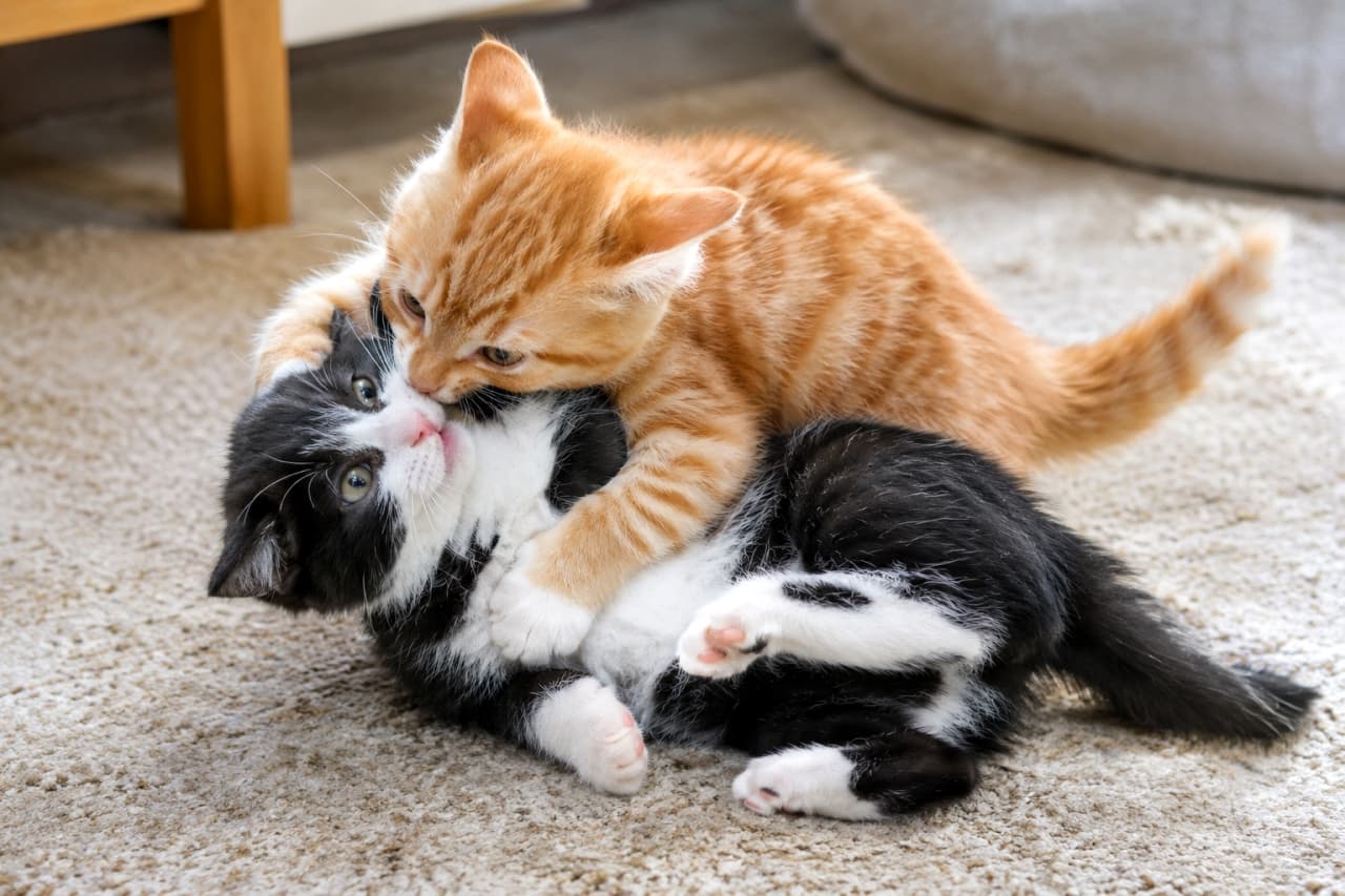 「🐾「えいっ!つかまえたにゃ!」茶トラちゃんとハチワレちゃんの白熱プロレスごっこ🐈💥 どっちも頑張れ〜💕と思ったら「いいね」で応援してね👇✨ #子猫 #じゃれ合い #猫好きさんと繋がりたい #子猫の日常 #子猫のいる暮らし」Ultra-realistic high-quality photograph of two distinctly different kittens play-wrestling on a soft beige carpet. An orange tabby kitten playfully tackles a black-and-white tuxedo kitten sideways, gently mouthing its neck fur. The image features perfect feline anatomy, clearly separated limbs without any merging, fluffy fur textures, and playful relaxed expressions, with a softly blurred wooden furniture leg in the background. 柔らかな光が差し込むベージュのカーペットの上で、元気な茶トラの子猫が、仰向けになった白黒のハチワレ(タキシードキャット)の子猫に横から飛びかかり、首元の毛を甘噛みしながらじゃれ合う様子。ハチワレ猫のクリクリとした瞳とリラックスした愛らしい表情、両者のモフモフとした被毛の質感やピンク色の鼻先、そして交差する前足が一切の破綻なくくっきりと分離して描かれた、極めてリアルで躍動感あふれる高画質画像。背景には木製家具の脚が自然なボケ味で配置されている