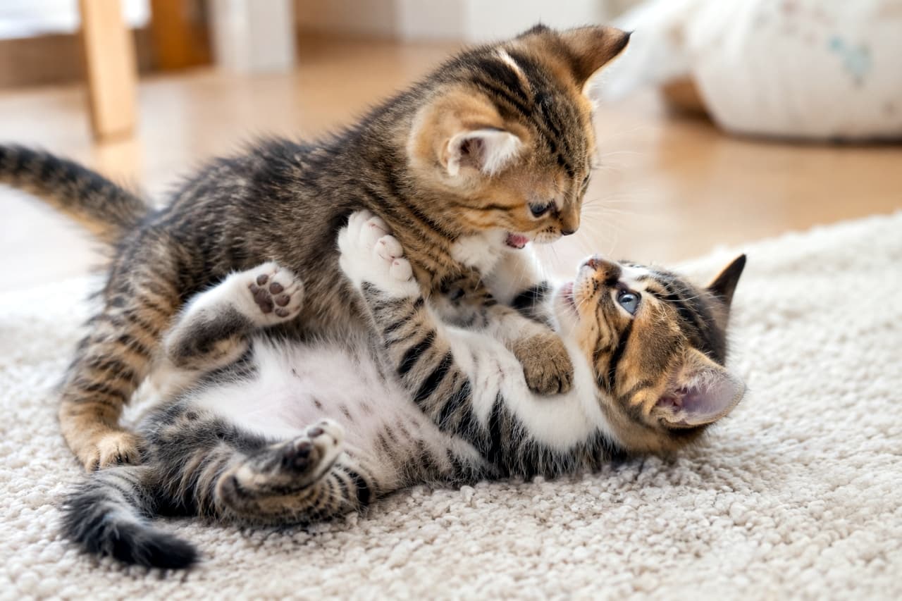 「ラグの上でへそ天バトル開始!肉球も見えちゃって、かわいすぎてもう無理ッ!😻🐾 #子猫 #キジトラ #猫好きさんと繋がりたい #子猫の日常 #子猫のいる暮らし」Ultra-realistic high-quality photograph captures two domestic shorthair brown tabby kittens locked in a playful wrestling match on a soft, shag rug. The kitten on its back is a brown and white tabby, looking up with bright blue eyes and its mouth open, gripping the other. The top kitten is a brown tabby, pouncing over its playmate and holding it down. The lower kitten's front and back paws, showing distinct toe pads, are raised. Natural sunlight illuminates the scene, highlighting their soft fur and the textures of the rug and wooden floor in the background. 明るい室内で、柔らかい白のラグの上に倒れ込んで遊ぶ2匹のキジトラ短毛種子猫。下の猫は白を基調としたブラウンタブーで、完全に仰向け(へそ天)になって青い瞳で口を開けながら、上の猫を前脚で抱えている。上の猫は少し明るいブラウンタブーで、下の子猫の上にまたがり、前脚で押さえている。下の猫の後脚の愛らしい肉球(ピンクとブラウン)が鮮明に見え、爪は引っ込んでいる。背景のフローリングや家具の脚には、温かい自然光が当たっている