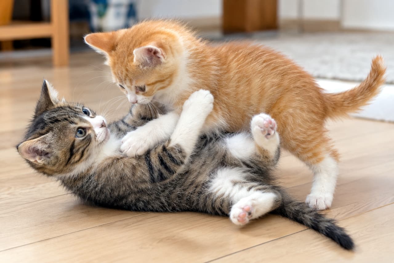 「夢中になって取っ組み合い!キジトラ白ちゃんと茶トラ白ちゃんの無邪気なバトルに癒やされます💕 #にゃんぷろ #子猫のいる暮らし #じゃれ合い #猫好きさんと繋がりたい」Ultra-realistic high-quality photograph of two young kittens, a brown tabby-and-white and a ginger tabby-and-white, playfully wrestling on a light wooden floor. The brown tabby kitten lies on its back looking up with claws retracted, while the ginger kitten leans over it, gently touching paws under soft natural lighting in a bright room. 明るいフローリングの床で、キジトラ白と茶トラ白の2匹の幼い子猫が仲良く取っ組み合って遊んでいる。仰向けになったキジトラ白の子猫が前足を上げ、上から覆いかぶさる茶トラ白の子猫と爪を引っ込めて優しく押し合っている。柔らかそうな毛並みやピンク色の肉球、澄んだ瞳の表情まで、自然光のもとで精細に描写されている