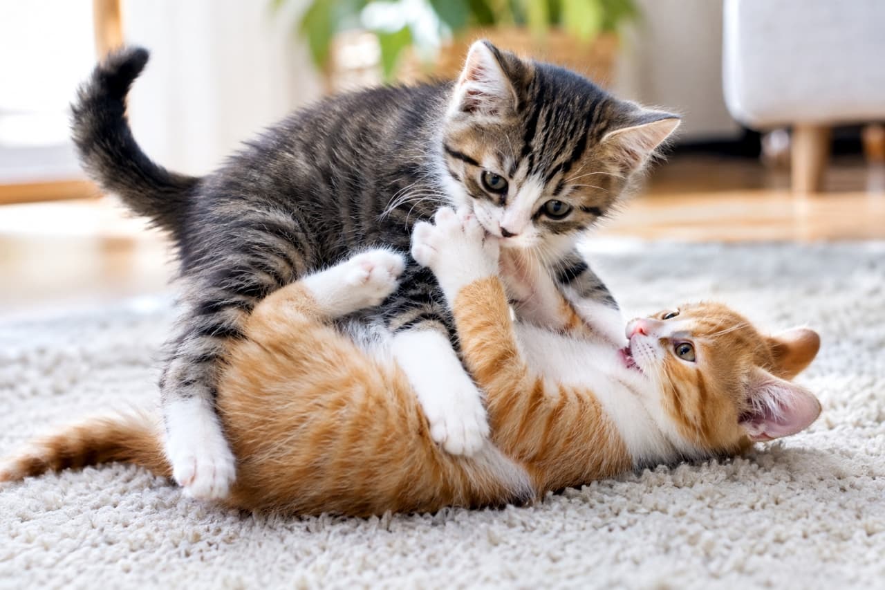 「ラグの上で大暴れ!元気いっぱいな子猫ちゃんのじゃれ合いレスリングに癒されまくりです😻💖✨ #猫好きさんと繋がりたい #子猫のいる暮らし」Ultra-realistic high-quality photograph captures two energetic domestic shorthair kittens, a tabby and a red tabby (orange), playfully wrestling on a soft shag rug in a bright room. The tabby kitten holds the orange one from above, gently mouthing and grasping its paws, while the orange kitten lies on its back, mouth open in delight. Natural light illuminates the scene, detailing the kittens' soft fur, clear eyes, and the textures of the rug. The composition shows natural feline interaction with a soft-focus background of wooden floors and a potted plant. 毛並みの整ったキジトラ子猫(推測:日本猫ミックス、ショートヘア)と鮮やかな茶トラ子猫(推測:日本猫ミックス、ショートヘア)の2匹が、明るい室内で柔らかい白系のシャギーラグの上に乗っかり合いながら、元気いっぱいにじゃれ合っている。キジトラ子猫は上から茶トラ子猫をホールドし、甘噛みしながら前脚を掴んでおり、茶トラ子猫は仰向けになりながら口を開けて嬉しそうに応戦している。自然光が差し込み、子猫たちの柔らかな毛の質感や、背後の木製床、グリーンのディテールまで鮮明に描写された最高画質の写真