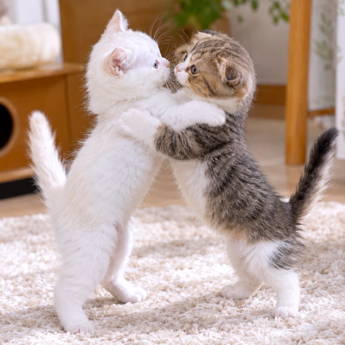 「「ねえねえ、大すきニャ♡」とお耳打ち?至近距離で見つめ合う天使ふたりのハグにキュンとしたら「いいね」🐾✨」Ultra-realistic high-quality photograph of a white kitten and a brown tabby and white Munchkin kitten standing on hind legs, hugging tightly face-to-face on a soft beige carpet. Their front paws are wrapped around each other's necks in an affectionate embrace with their noses almost touching, illuminated by soft natural sunlight against a warm home background with lush green plants. 陽光が優しく差し込むお部屋のベージュ系カーペットの上で、フワフワな白い子猫とキジ白模様のマンチカン子猫が二足立ちでぴったりと抱き合っている情景。お互いの首元にしっかり前脚を回し、鼻先が触れ合いそうなほど至近距離でお互いの瞳を覗き込むロマンチックで愛くるしい表情を浮かべている。背景の木製インテリアや観葉植物のグリーンがナチュラルで穏やかな雰囲気を引き立てる、最高画質で鮮明な情景描写