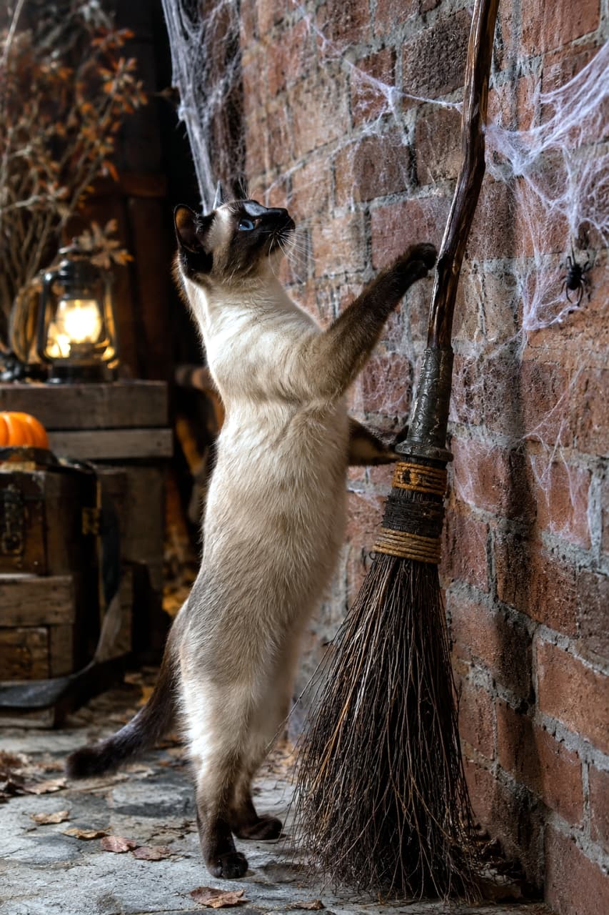 「今夜は空を飛んじゃう？🧹✨ ほうきに興味津々なシャム猫ちゃんの、ちょっぴりダークで不思議な夜🌙🐈‍⬛」Ultra-realistic high-quality photograph of a Siamese cat standing on its hind legs, reaching out to touch a witch's broom leaning against an old brick wall. The cat's striking sapphire blue eyes and beautiful point colors are clearly visible. Cobwebs and a dimly lit lantern in the background create a dark, mysterious Halloween alleyway. 古びたレンガの壁に立てかけられた魔女のほうきに対し、後ろ足で立ち上がって前足を伸ばすシャム猫の超高画質写真。シャム猫特有のサファイアブルーの瞳と、顔や足先の美しいポイントカラーが鮮明です。蜘蛛の巣が張られた壁や背後のランタンの鈍い光が、ダークでミステリアスなハロウィンの夜の路地裏を演出