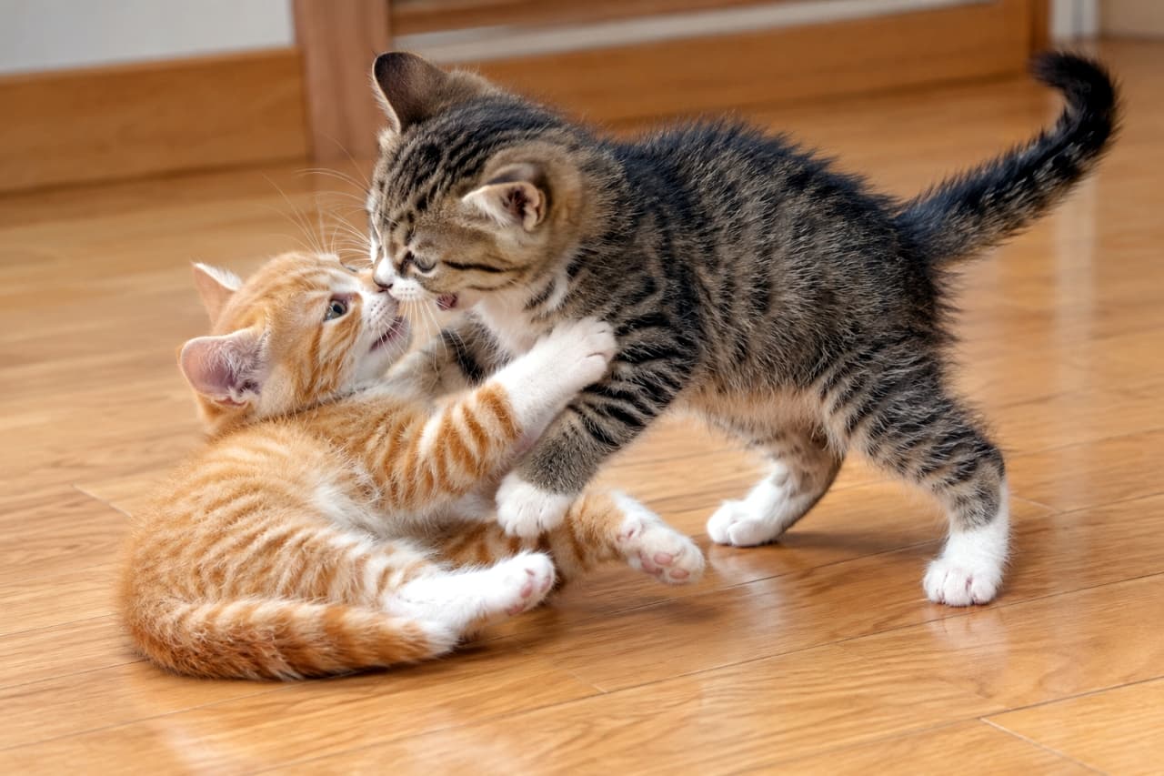 「「あー！おれの鼻がー！」💥 激しすぎるにゃんプロ！🤣 どちらも負けてないね🐾 #子猫 #猫のいる暮らし #にゃんプロ #猫好きさんと繋がりたい」Ultra-realistic high-quality photograph of two domestic shorthair kittens playfully wrestling (nyan-pro) on a bright wooden floor. A dominant brown tabby and white kitten mounts and gently mouths the face of an orange tabby and white kitten lying on its back. The orange tabby kitten resists with raised paws and a wide-eyed, slightly frantic expression. The simple background is blurred, highlighting the dynamic action and the fluffy texture of their fur. 明るい木目のフローリングの上で、2匹の雑種の子猫が激しくじゃれ合っている（にゃんプロ）。攻勢に出るキジトラ（ブラウンタビー＆ホワイト）の子猫が仰向けの茶トラ（オレンジタビー＆ホワイト）の子猫の上に乗り、口を開けて顔（鼻先）を甘噛みしようとしている。茶トラの子猫は四肢を上げて抵抗し、驚きと必死さが混ざったような表情を浮かべている。背景はシンプルにぼかされ、子猫たちの躍動感とフワフワした被毛の質感が鮮明に描写されている