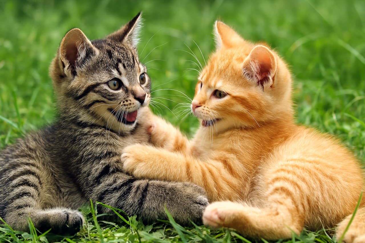 草むらで互いにじゃれ合う２匹の子猫、楽しそうな表情と視線を交わす様子　Wrapped in the scent of grass, they play as best friends.