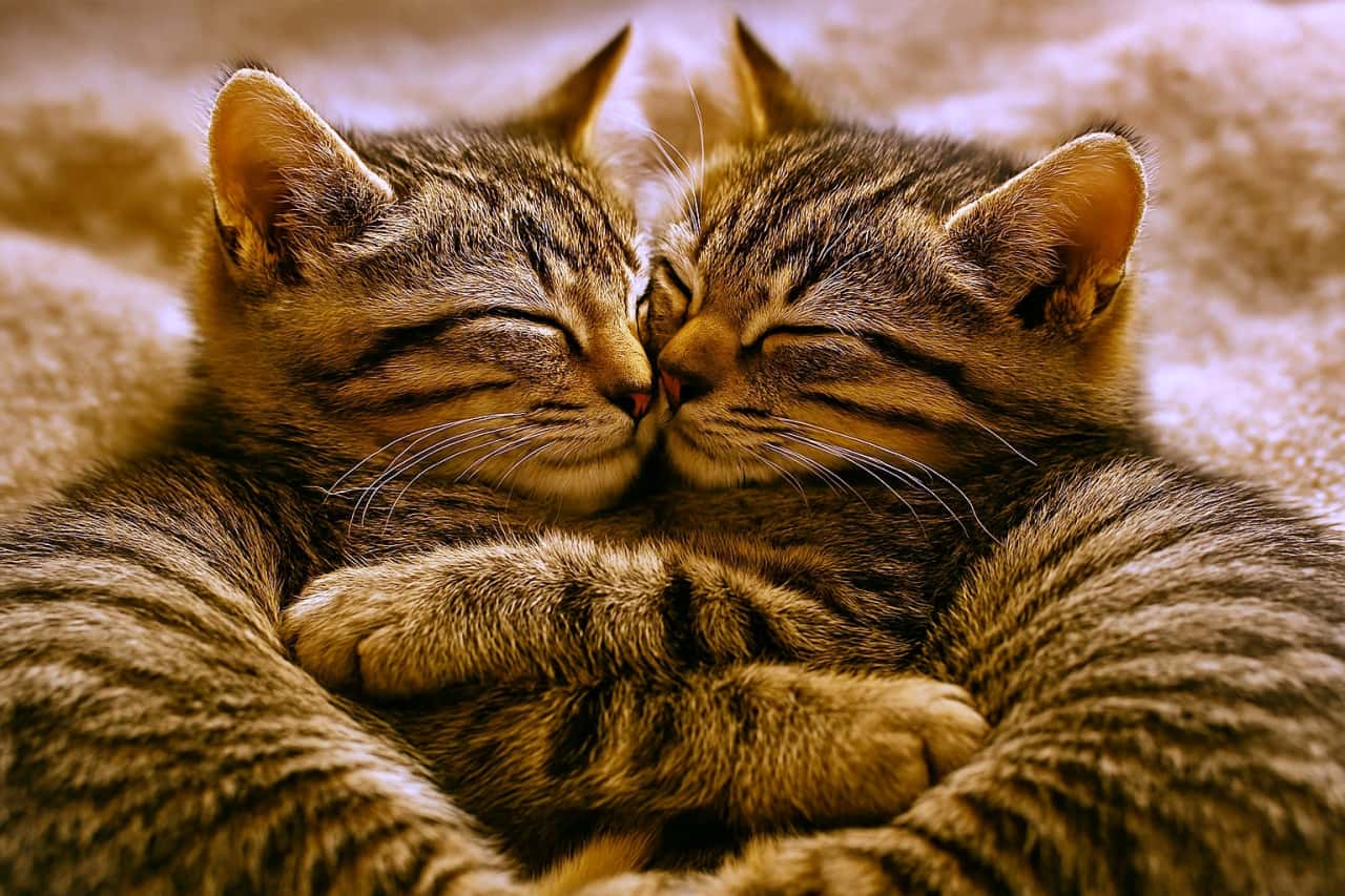 横長構図の超写実的なクローズアップ。二匹のトラ柄子猫が毛布の上で抱き合い、目を閉じて顔を寄せ合う。前足を絡め、柔らかな自然光に包まれた温かい雰囲気。背景はソフトフォーカスで親密さを際立たせている