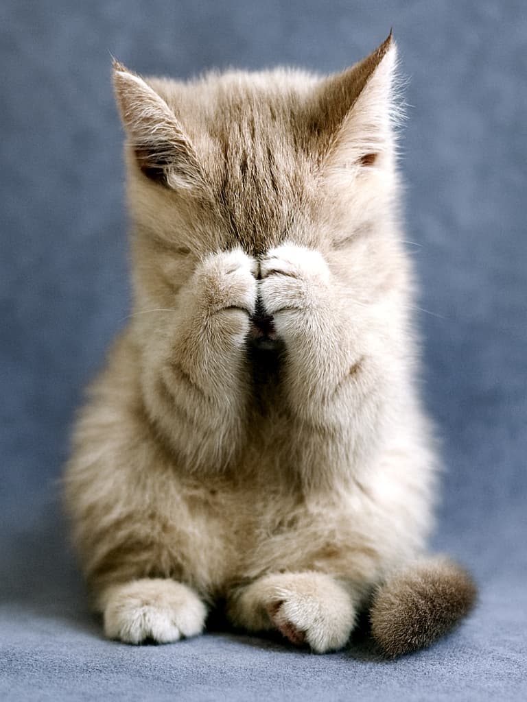 大きな三角耳と小さな鼻を持つスコティッシュフォールドの子猫が、両前足で顔を覆って座っている様子。柔らかなベージュの毛並みと、グレーの背景が優しい雰囲気を引き立てている。A Scottish Fold kitten with large pointed ears and a tiny nose sits with both front paws covering its face, soft beige fur contrasting against a gentle gray background.