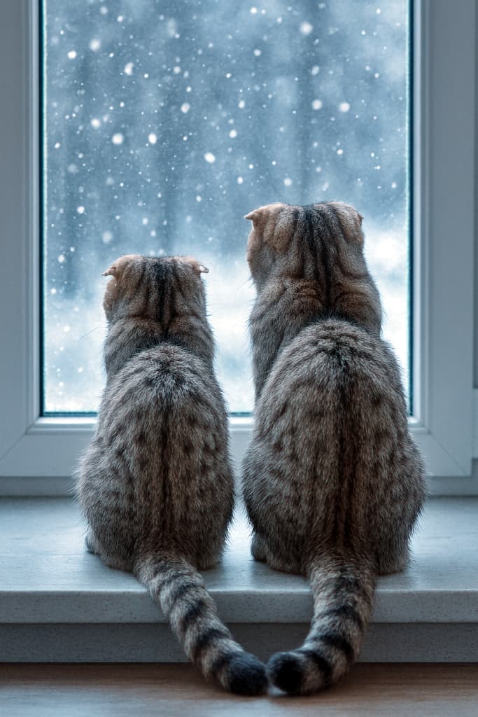 窓辺に並んで座るスコティッシュフォールドの兄妹猫。雪が降る外を見つめ、床でしっぽがそっと触れ合っている。 Two Scottish Fold sibling cats sit side by side on a windowsill, watching snow fall outside. Their tails gently touch on the floor.
