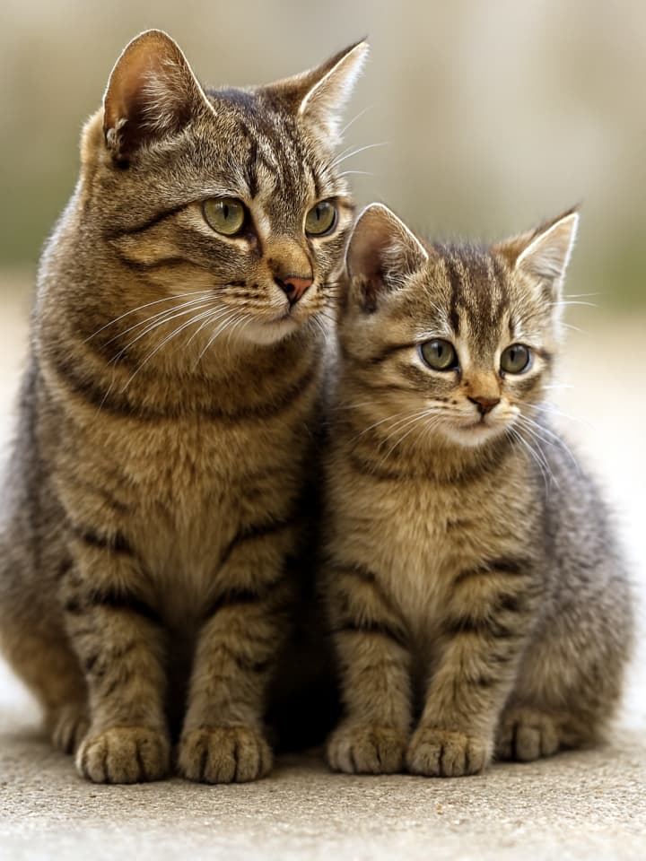 Two striped tabby cats, one adult and one kitten, sitting close together with upright ears, both gazing attentively in the same direction against a softly blurred background.