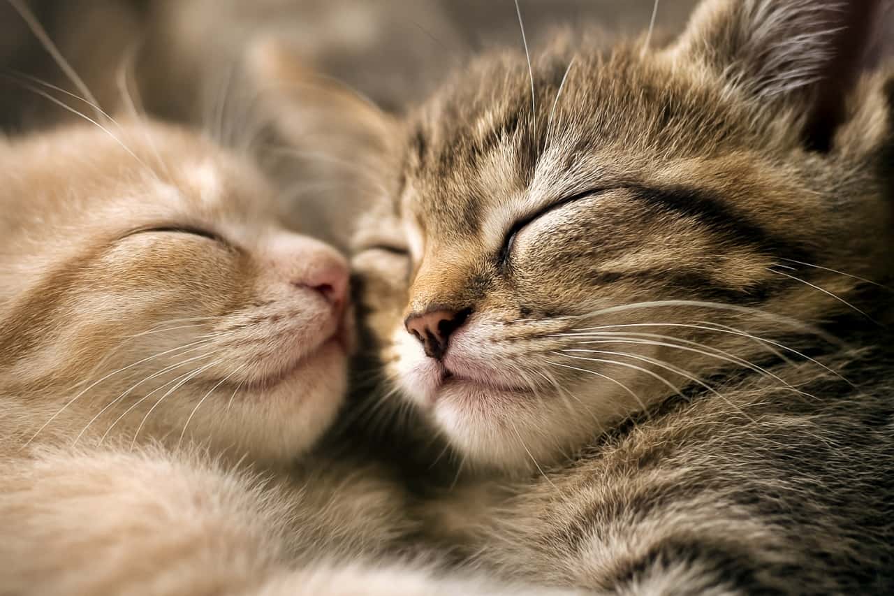 Two sleeping kittens gently touch noses in a soft “nose kiss.” One kitten’s relaxed face—closed eyes, delicate whiskers, and soft fur—is the focal point. Natural light creates a dreamy, serene mood. 眠る２匹の子猫が鼻先を優しく触れ合わせている。片方の子猫の顔が中心に写り、閉じた目、柔らかな口元、繊細なひげが穏やかな表情を見せる。自然光がふんわりと差し込み、夢のような雰囲気を演出している