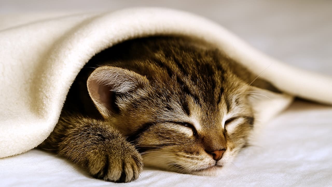 茶色と黒の縞模様を持つタビー子猫が、柔らかなベージュの毛布に包まれて眠っている。前足が少し見え、穏やかな表情で安らぎを感じさせる