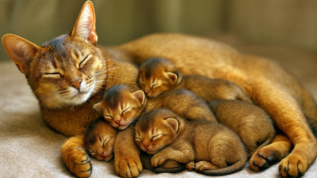 A serene Abyssinian mother cat lies on her side with four tiny kittens sleeping on her belly and flank, bathed in soft indoor light. Their reddish-brown fur glows warmly, capturing a moment of perfect trust and safety. アビシニアンのお母さん猫が横たわり、４匹の小さな子猫たちが腹部と脇に寄り添って眠っている。柔らかな室内光に包まれ、信頼と安心に満ちた穏やかなひとときが描かれている